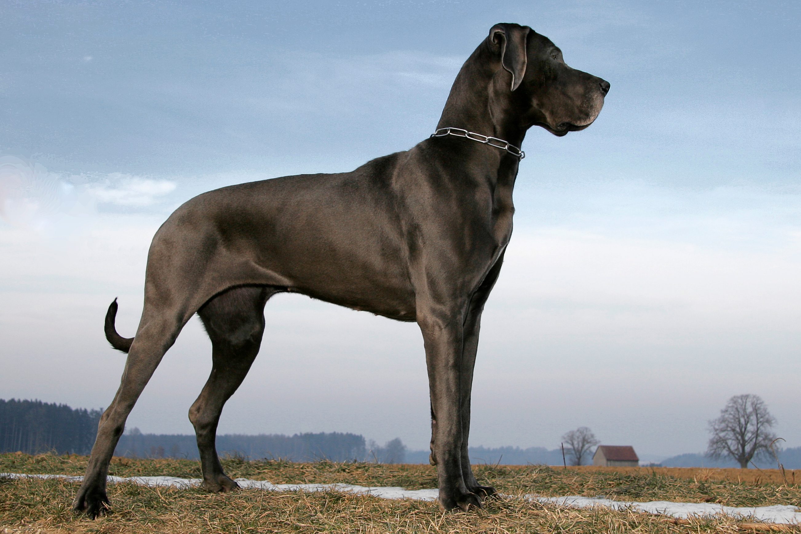 Great Dane stands alert on grassy field under a cloudy sky, with distant trees and a small house in the background.