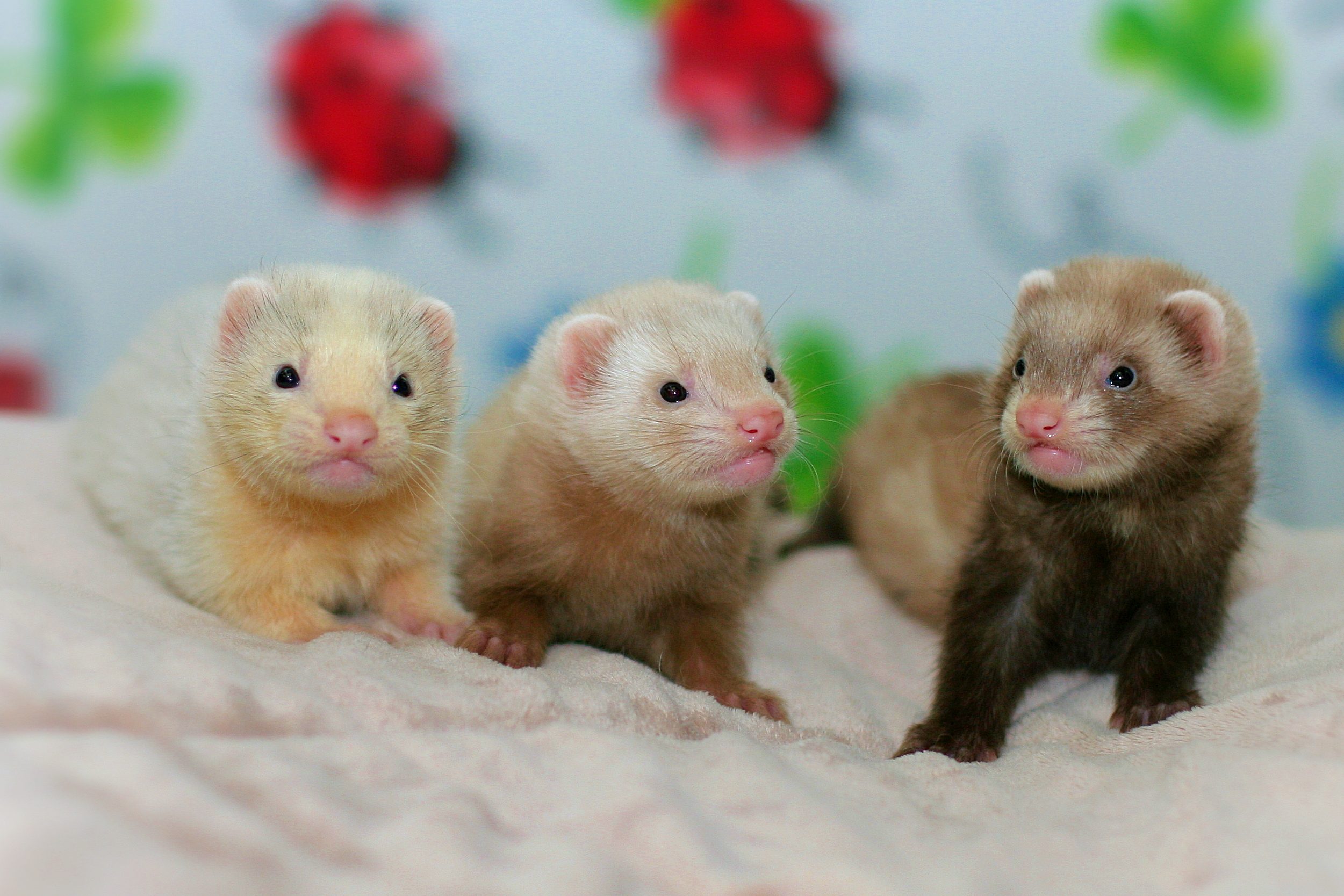 Three Baby Ferrets
