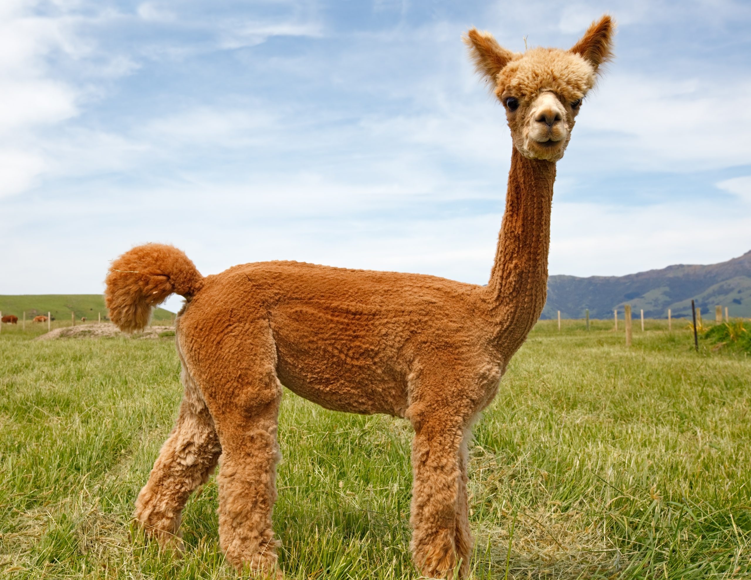 Alpaca