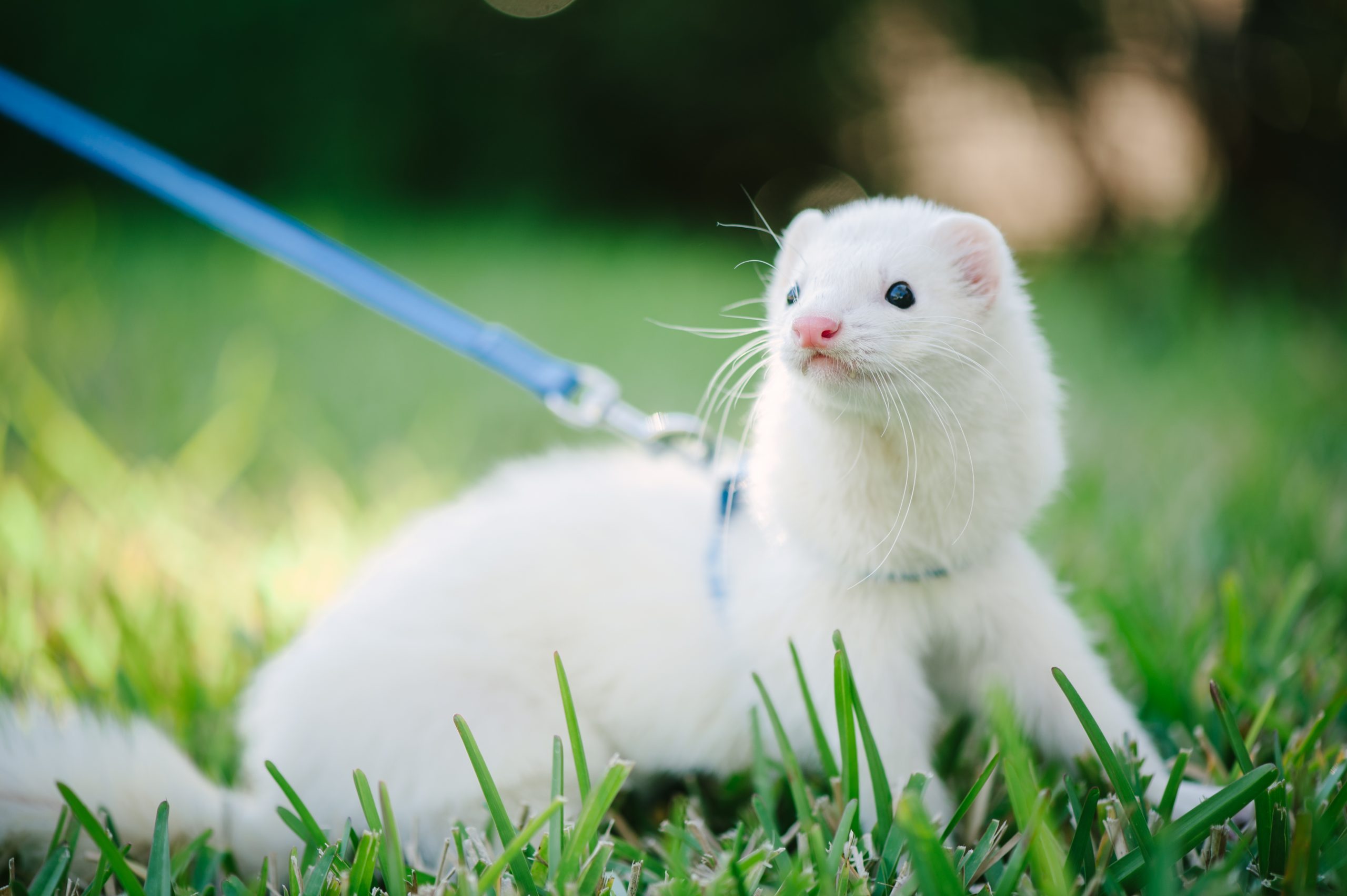 White domestic ferret taking a walk.