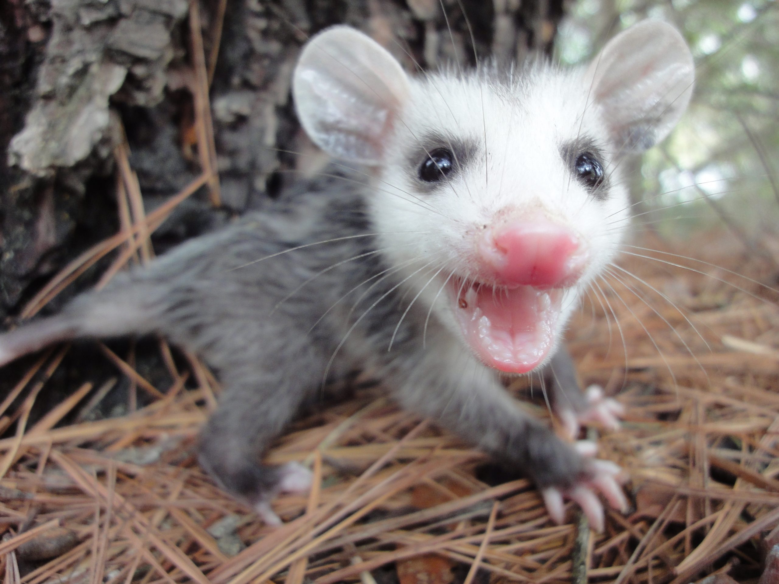 Angry Baby Opossum