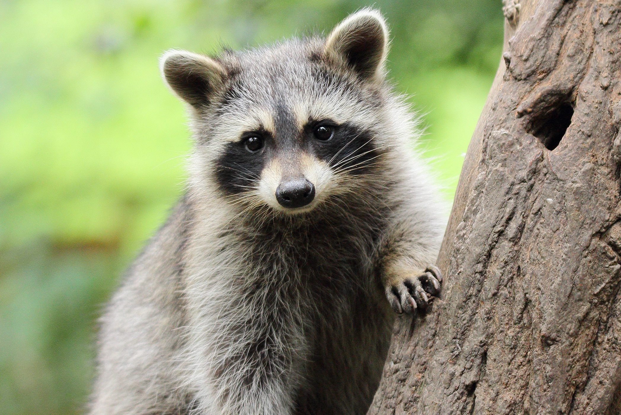 Little Raccoon on tree
