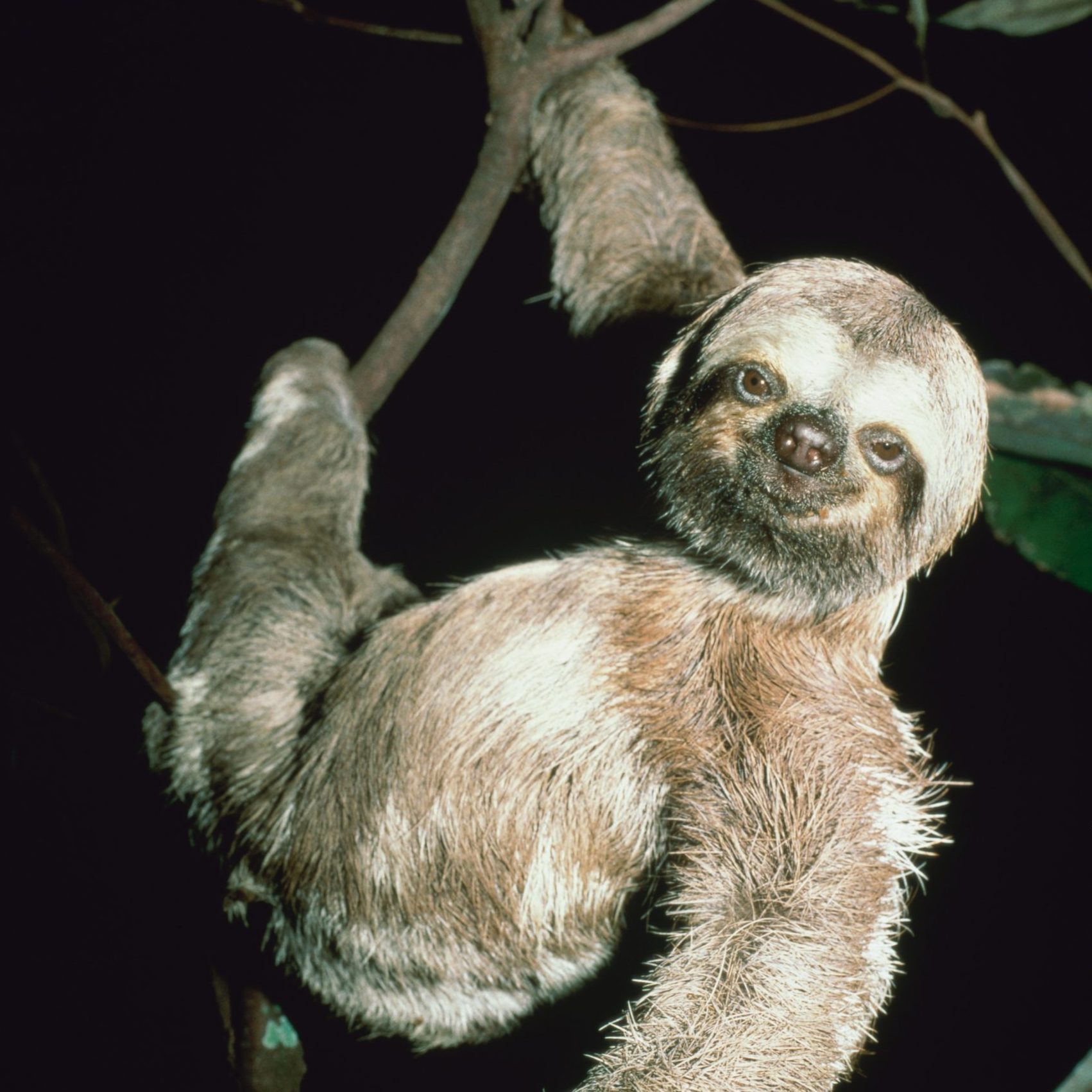 Three toed sloth