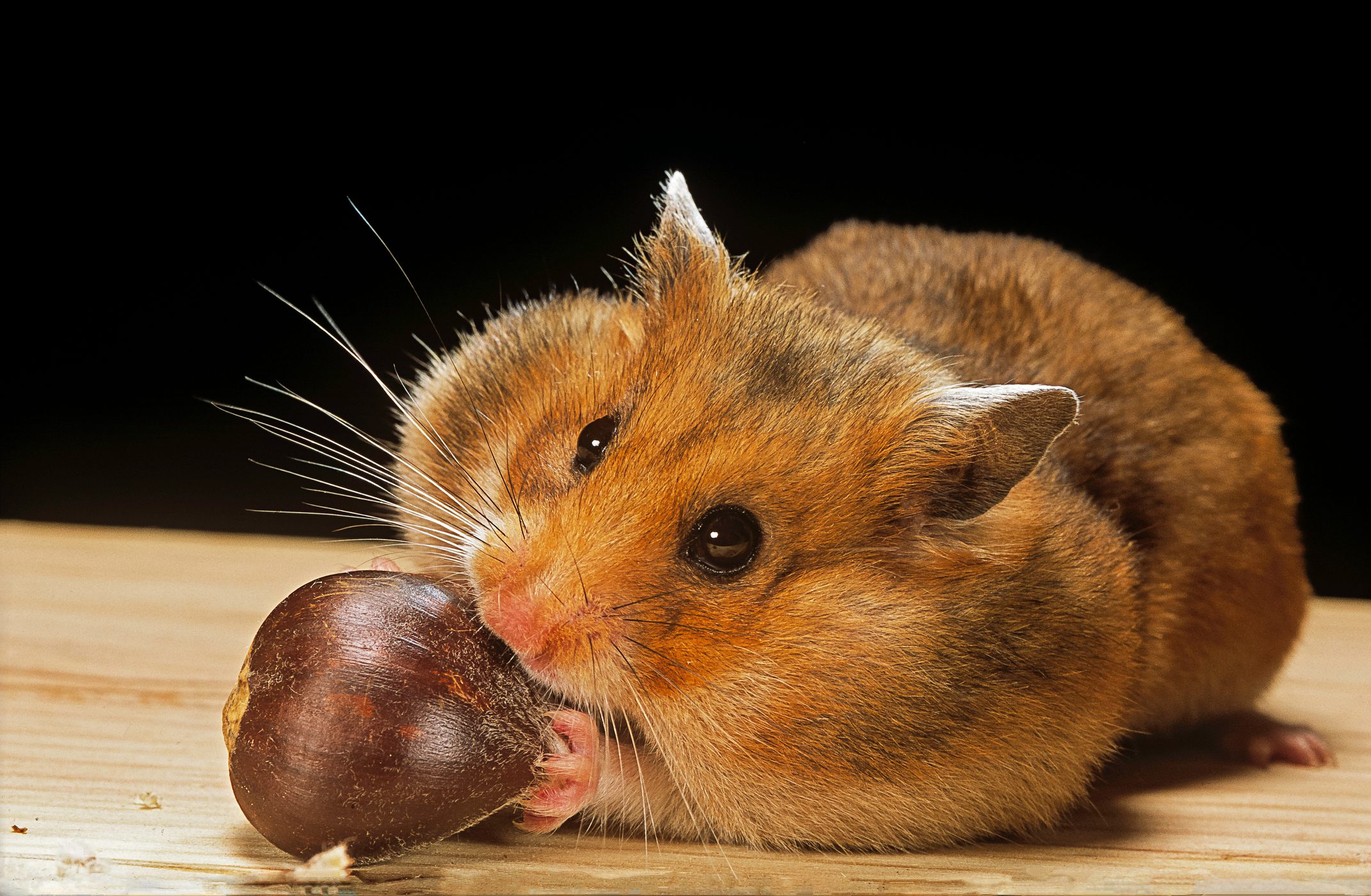 Mesocricetus auratus (golden hamster, Syrian hamster) - feeding on a chestnut