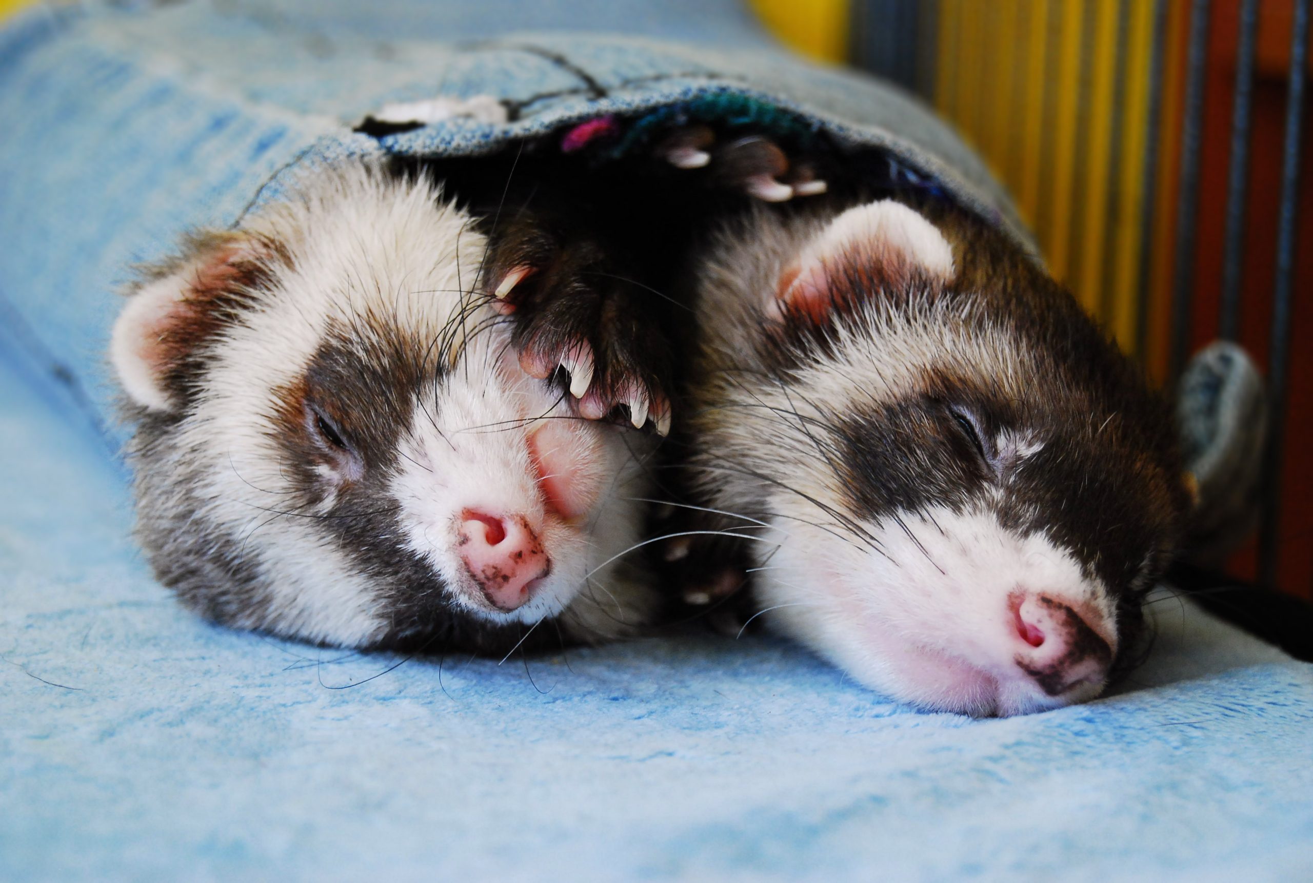 Two sable ferrets sleeping