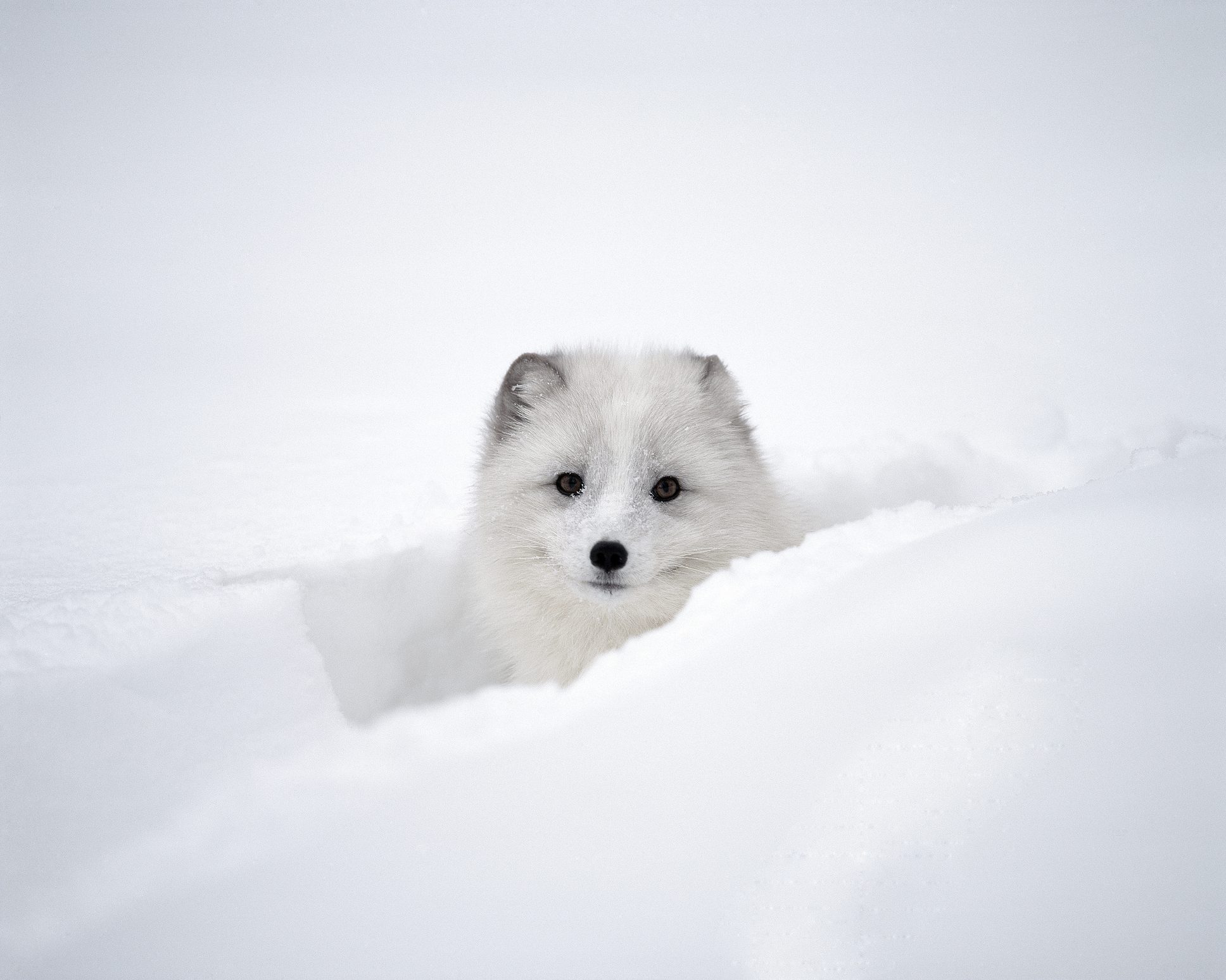 Arctic Fox Peeking Out of Snow