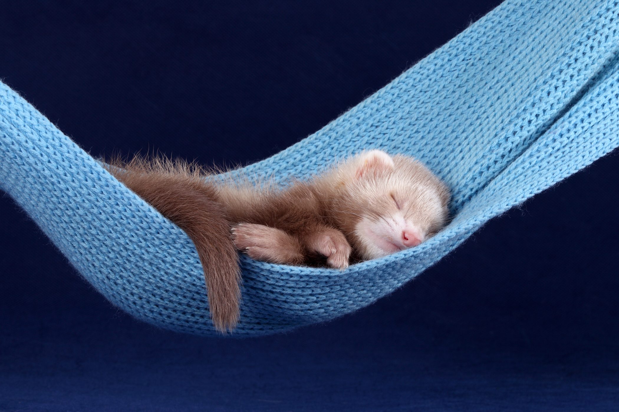 ferret