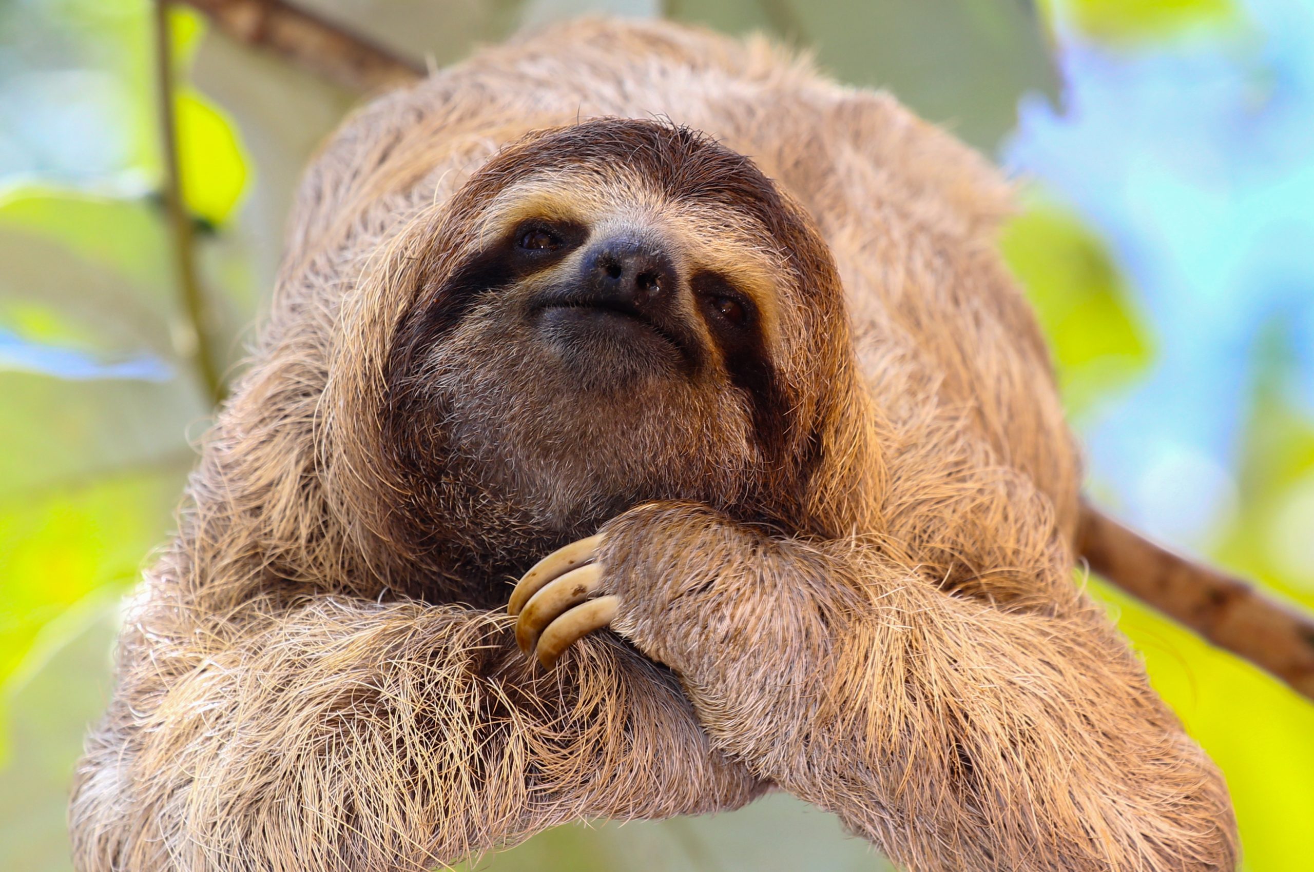 Happy Sloth