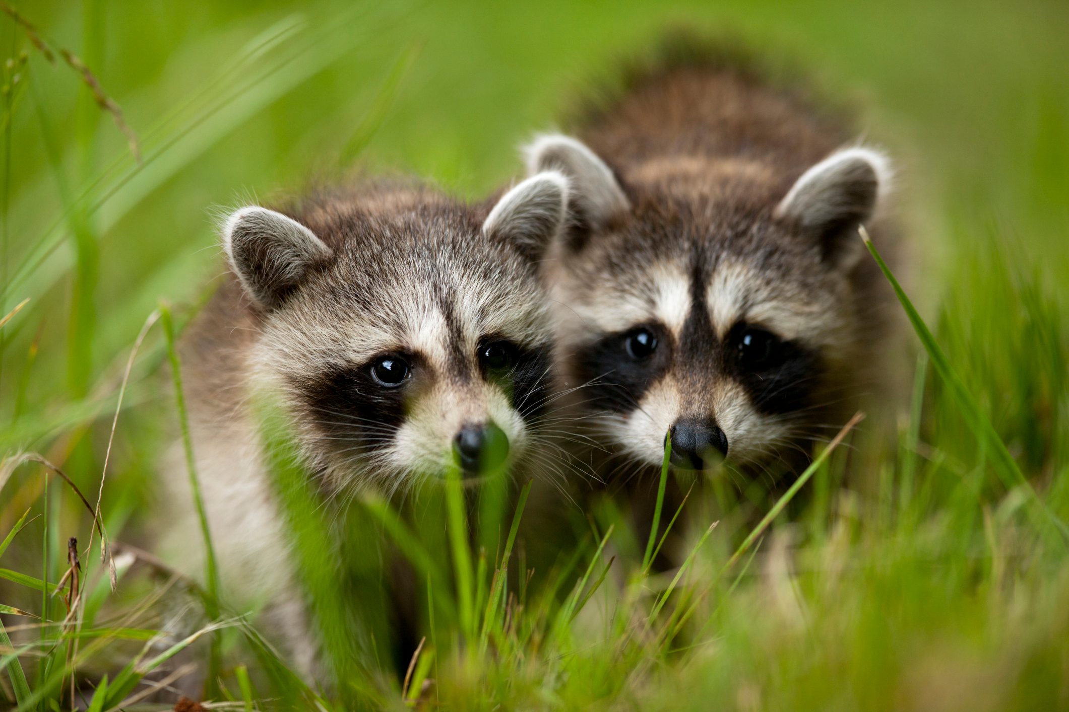 Raccoons at Assateague Island National Seashore in Maryland