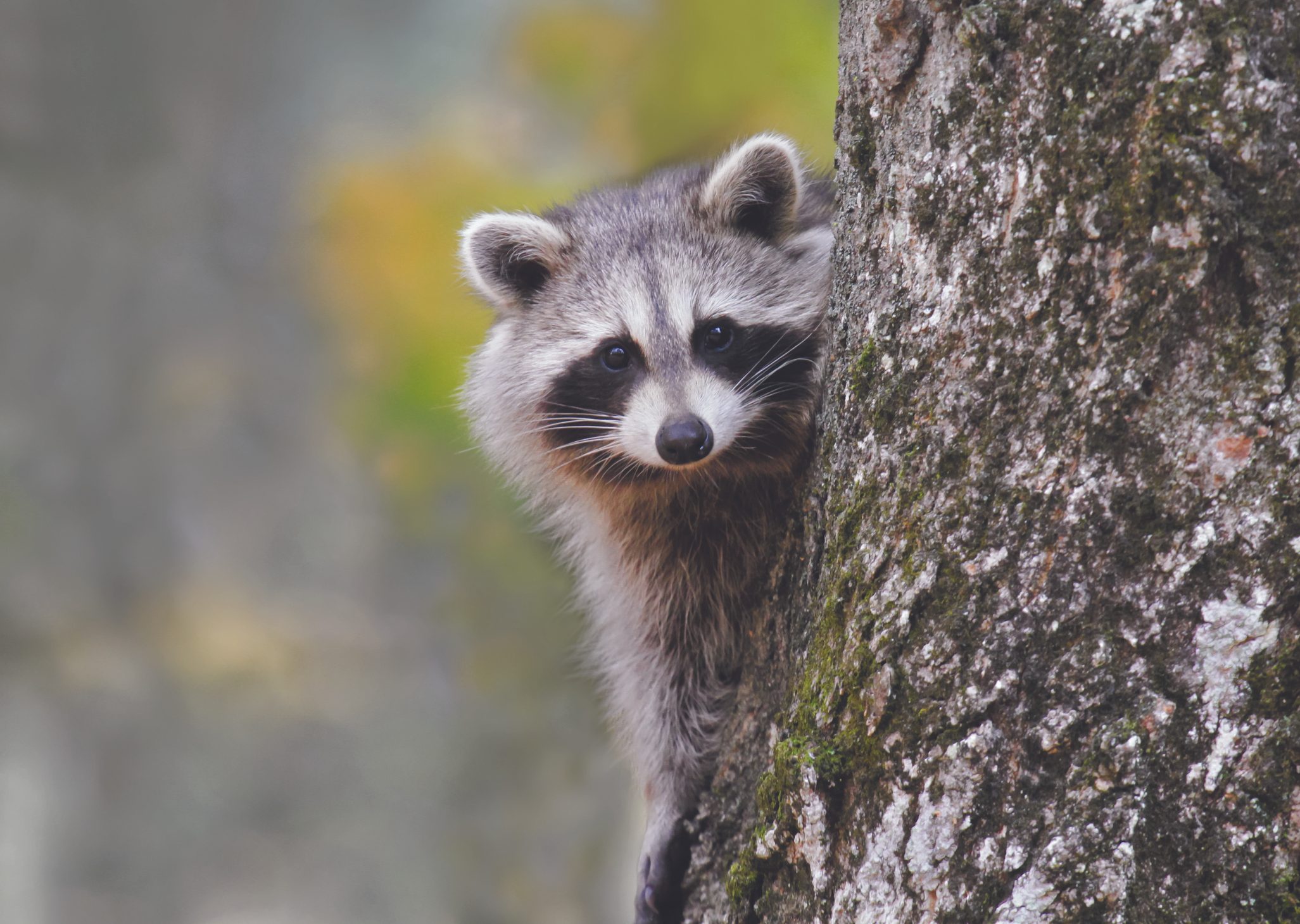 Raccoon on a tree
