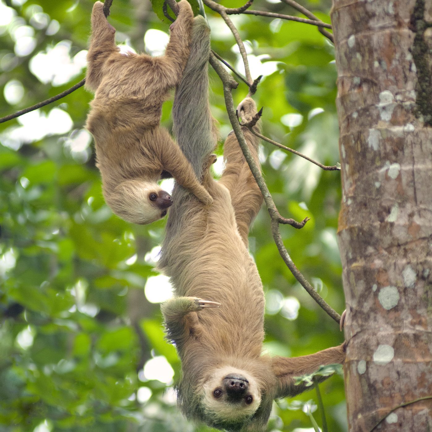 Cahuita National Park, Costa Rica