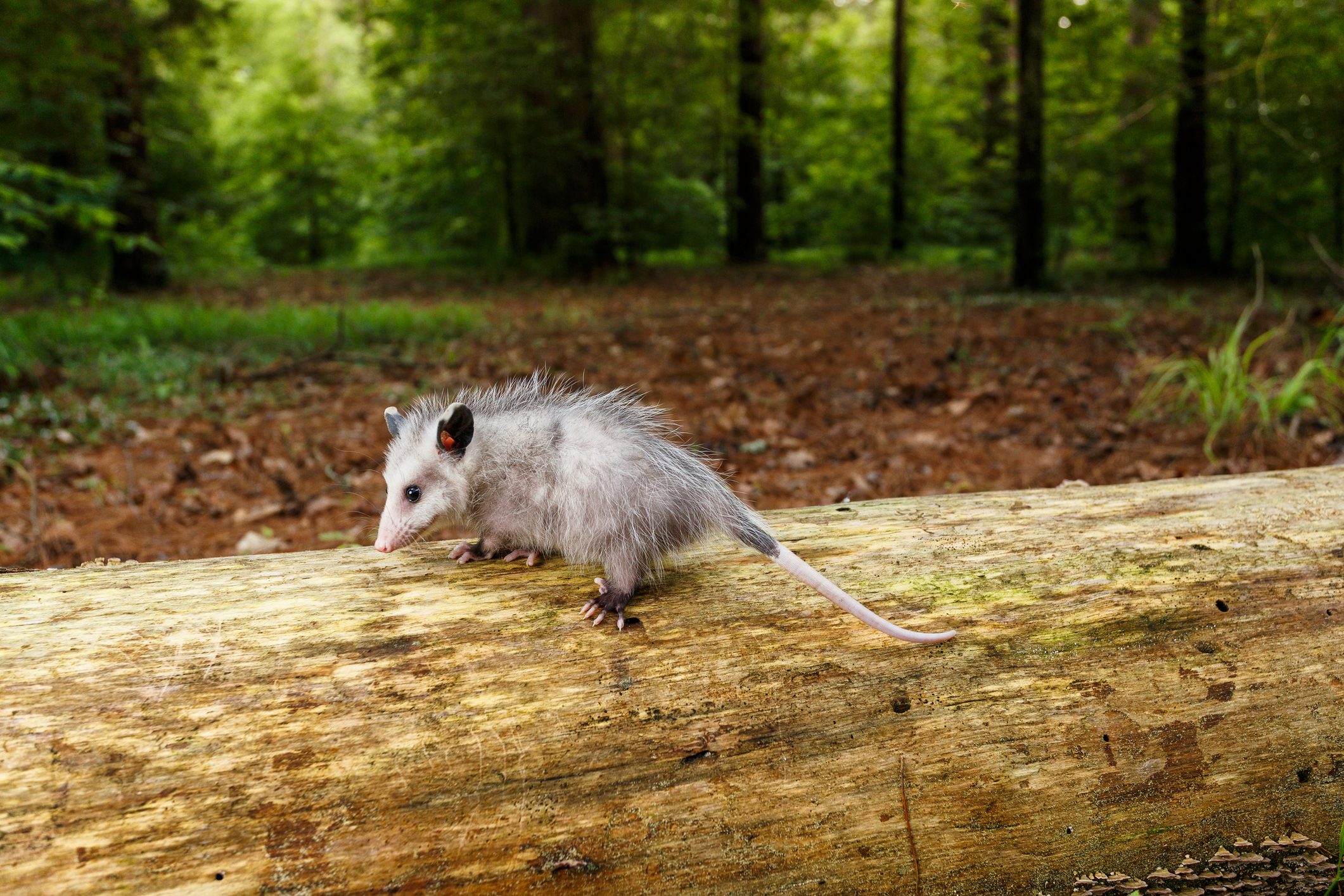 Young Opossum walking on a fallen tree in a forest