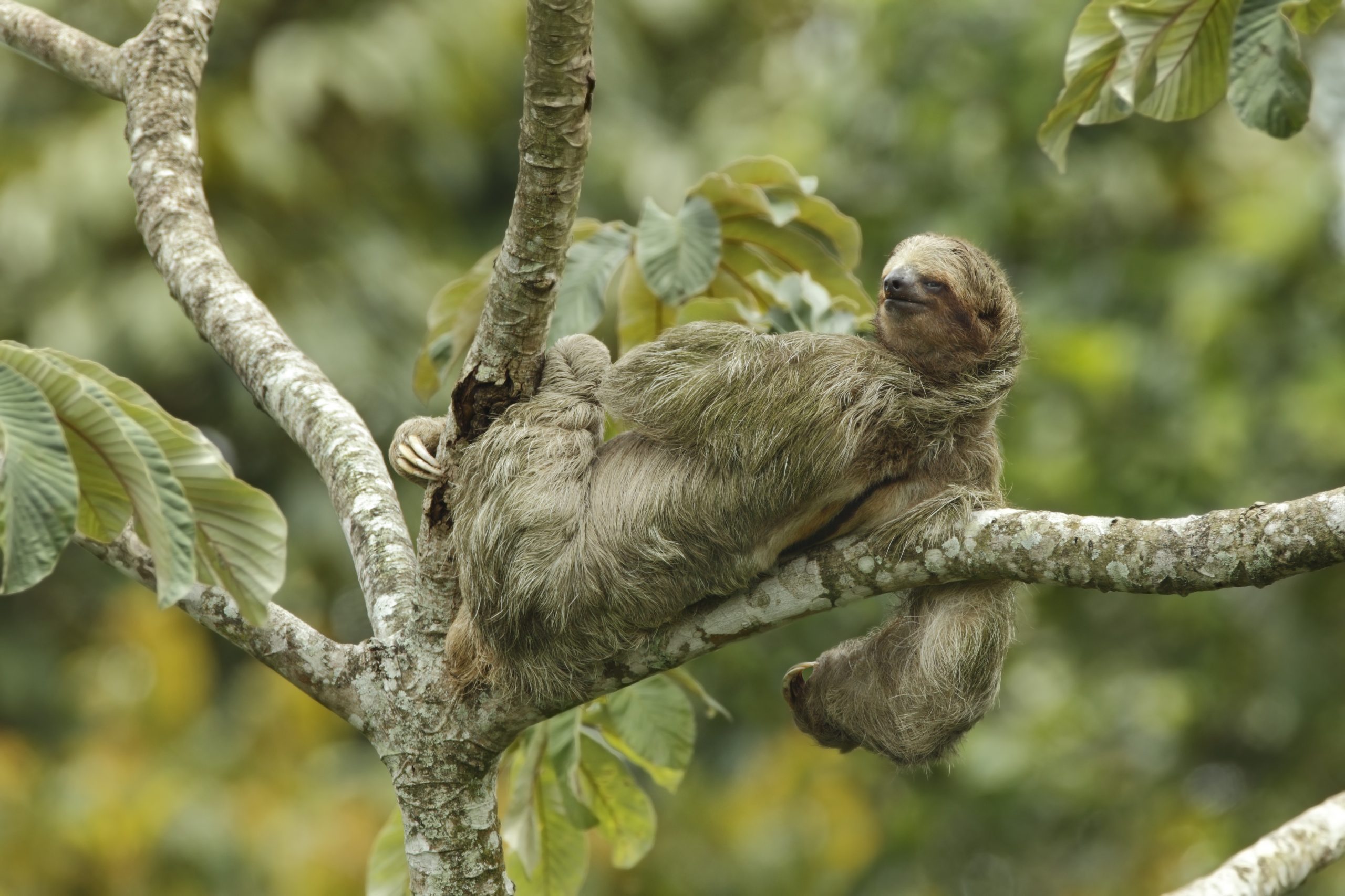 Three-toed sloth
