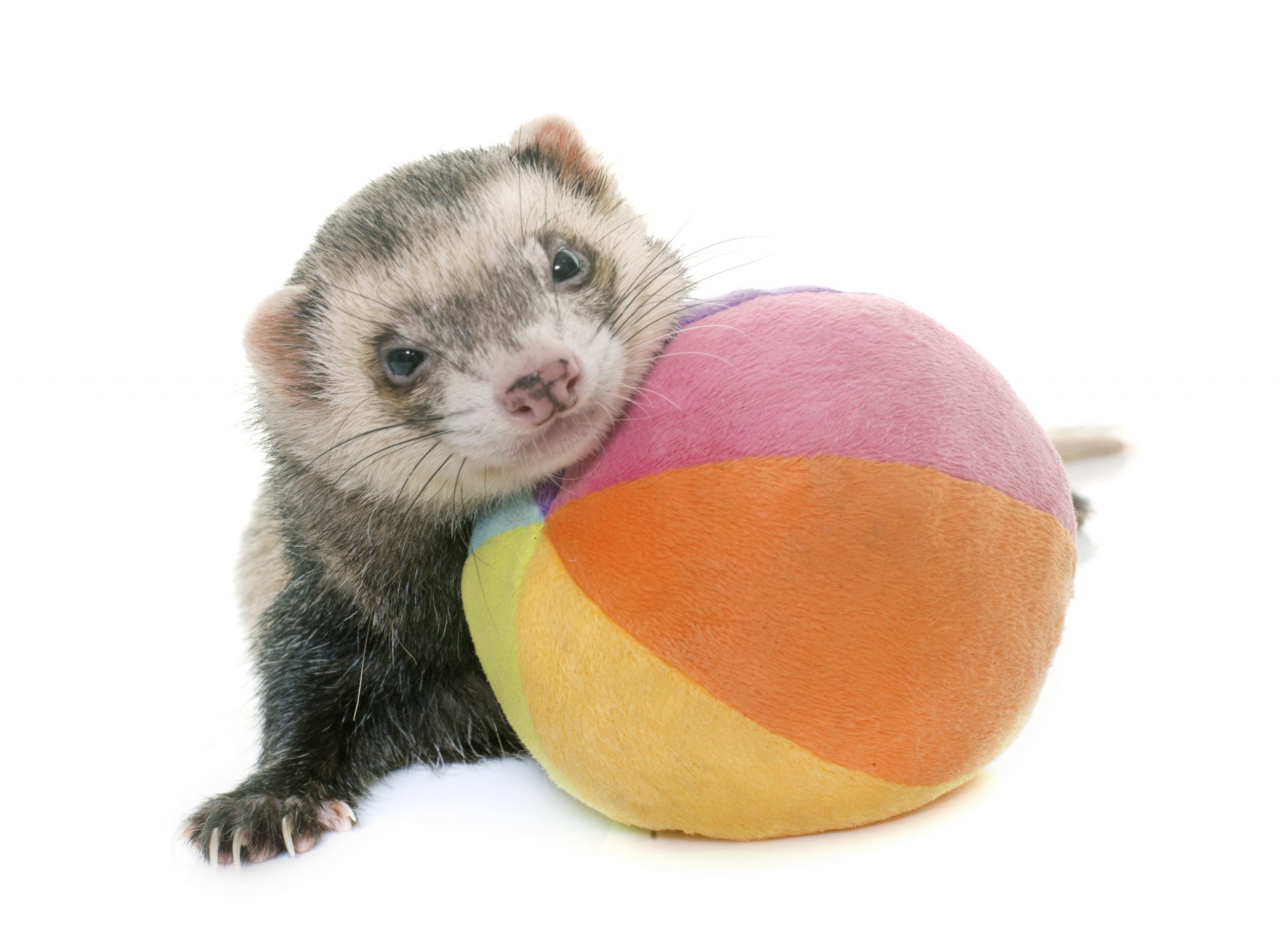 playing ferret in studio