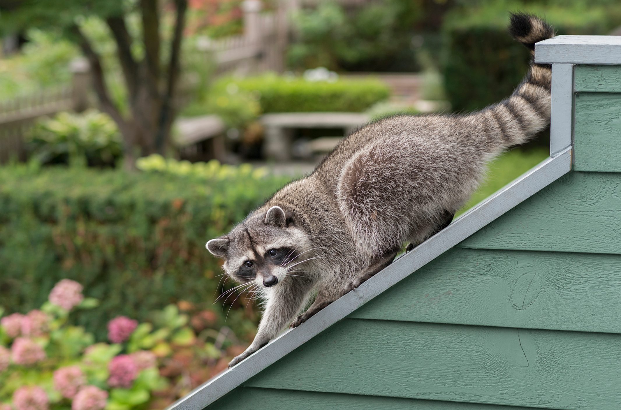 Raccoon