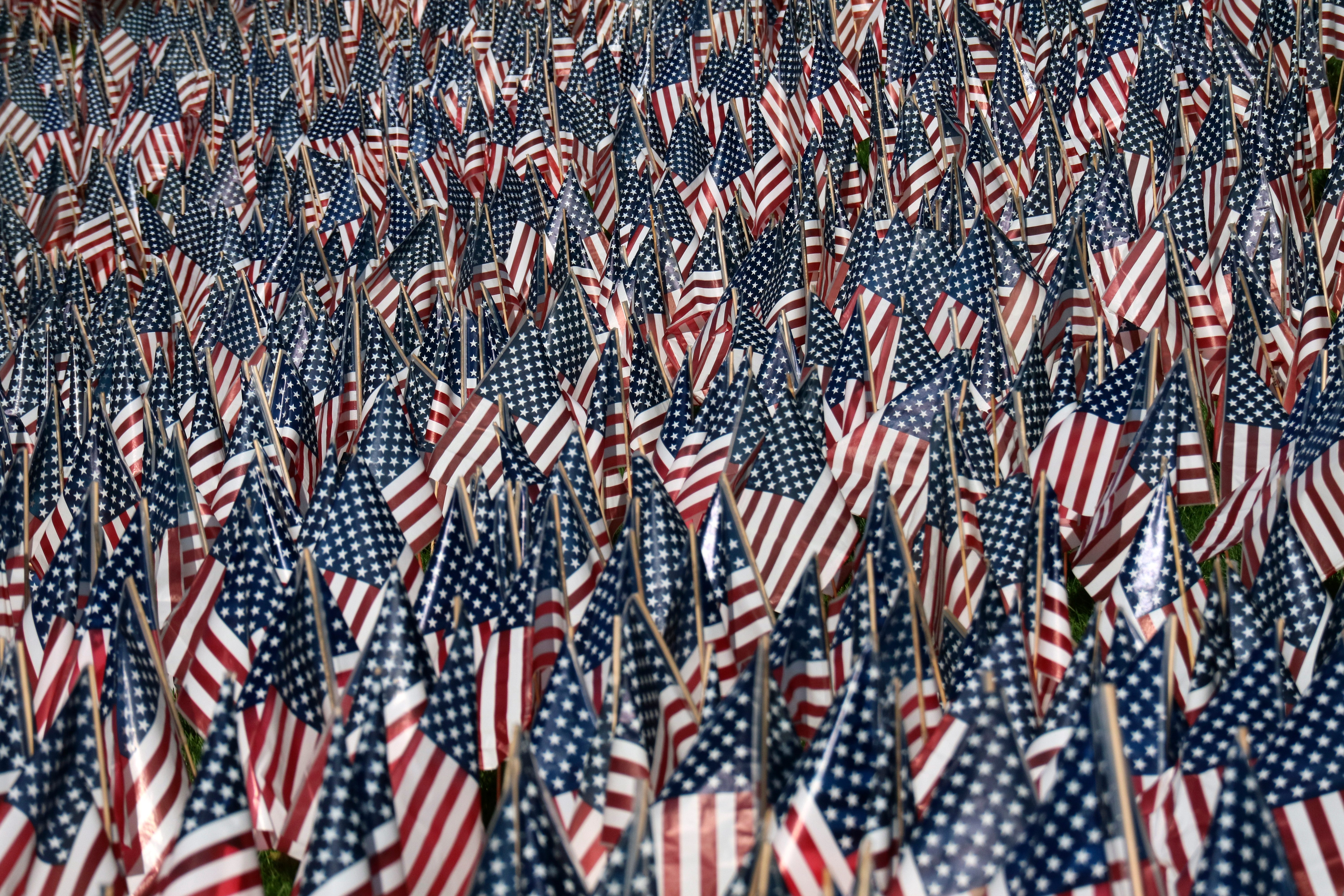 Numerous small American flags are densely clustered together, standing upright on wooden sticks in an outdoor setting.