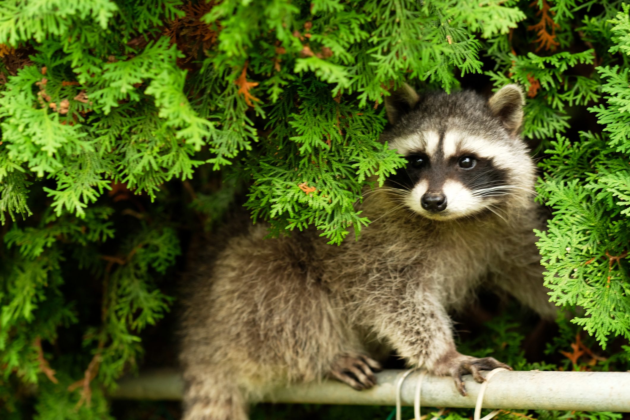 Cute burglar (young raccoon)