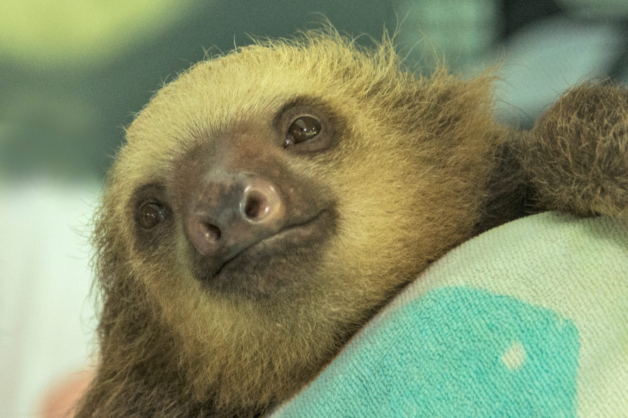Three-toed Sloth