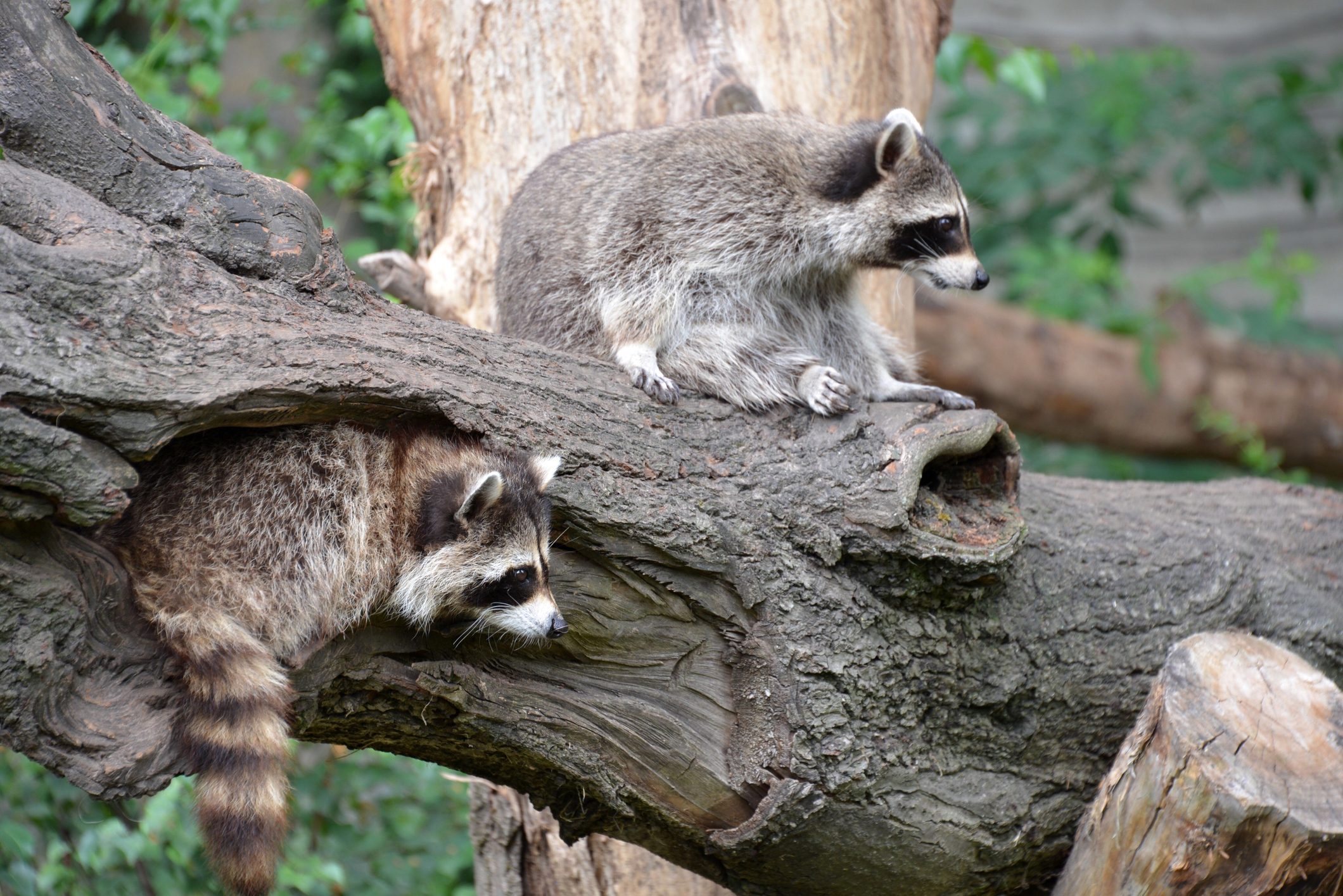 Low Angle View Of Two Raccoons On Branch