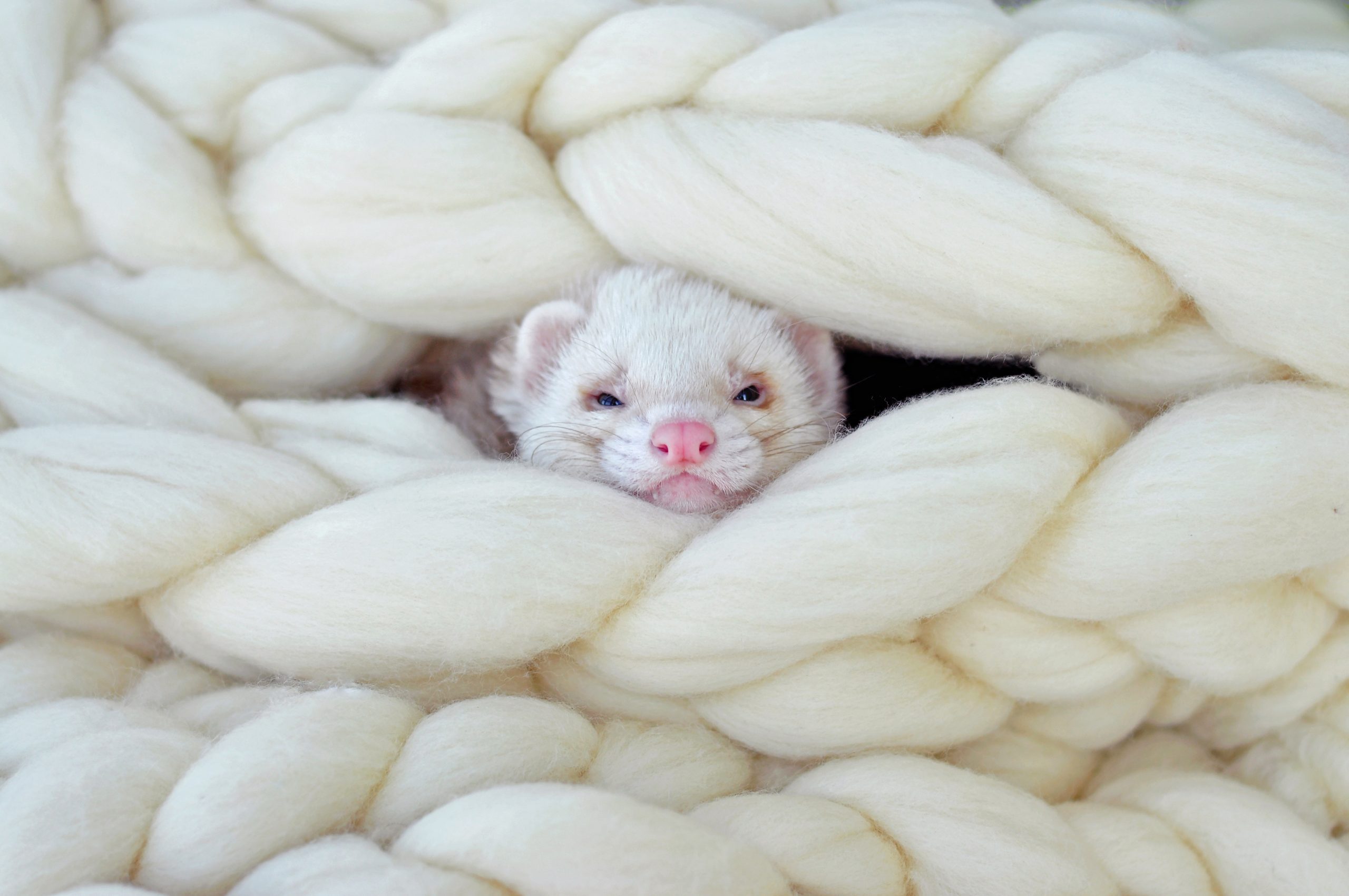 Close-Up Of Ferret