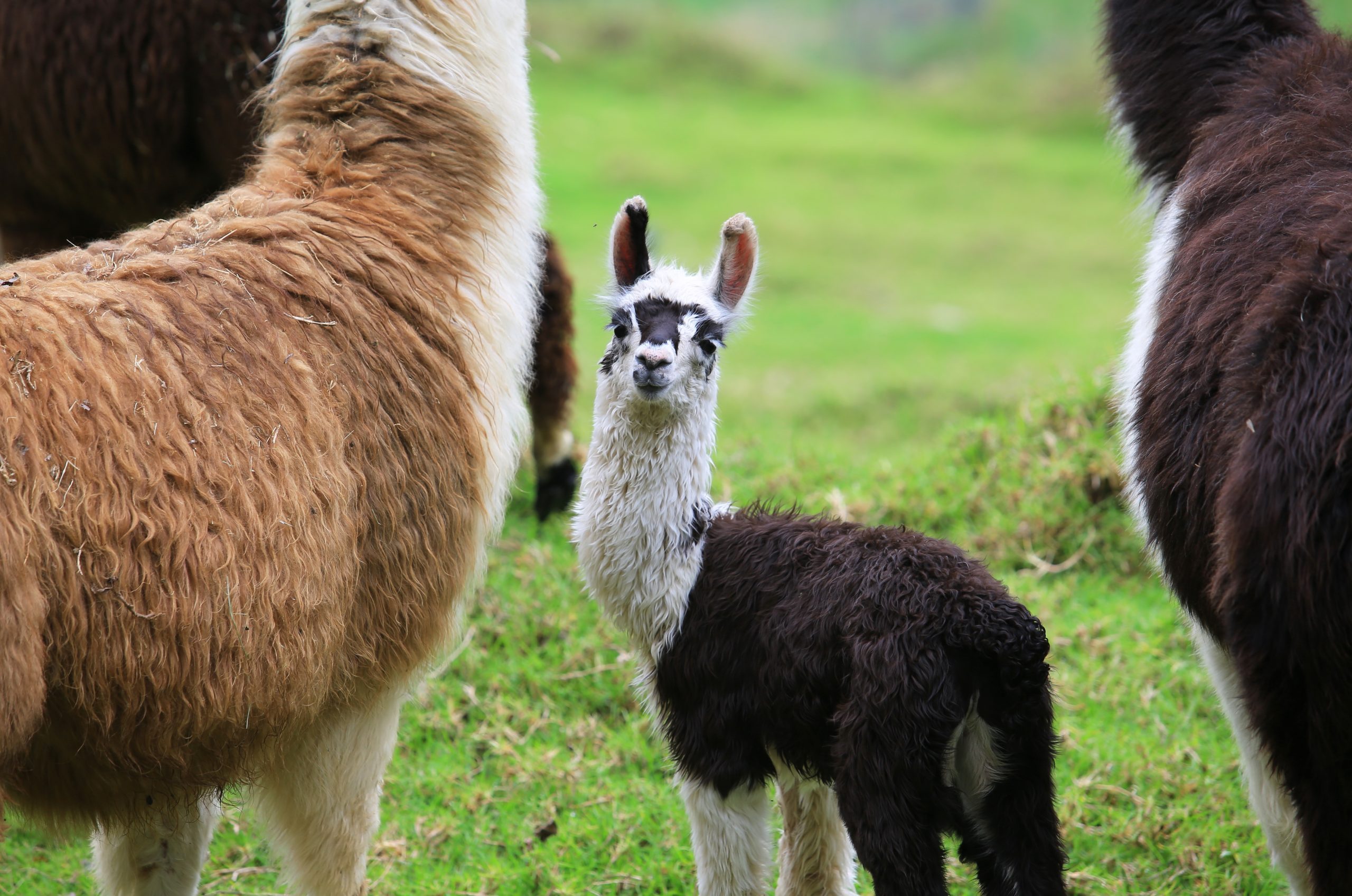 Alpaca baby with his mother