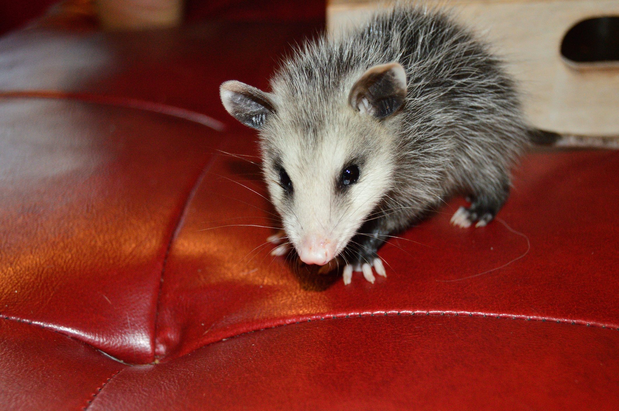 Opossum (Didelphis Virginiana)