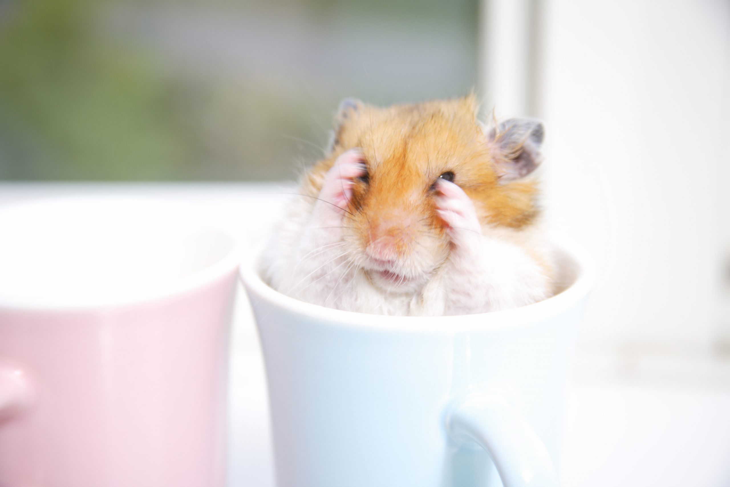 Hamsters in the mug