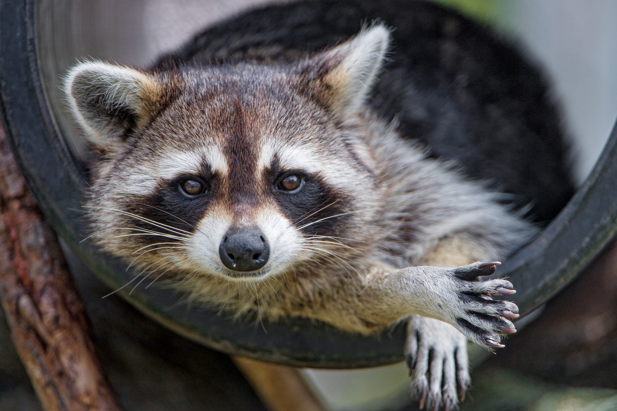 Raccoon in a tube