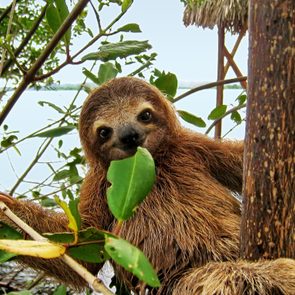A sloth clings to a tree, surrounded by green leaves, near a calm water setting.