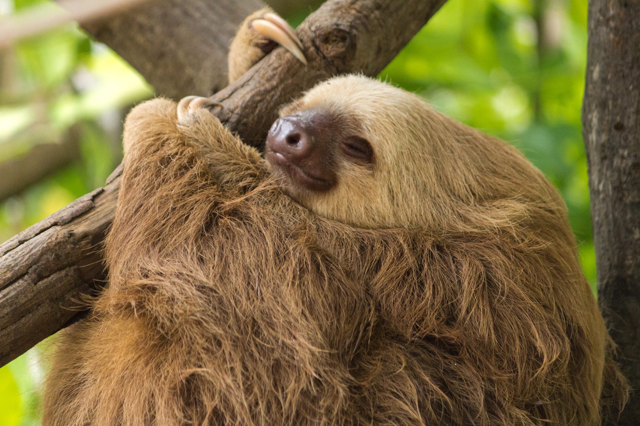 Sleeping Sloth