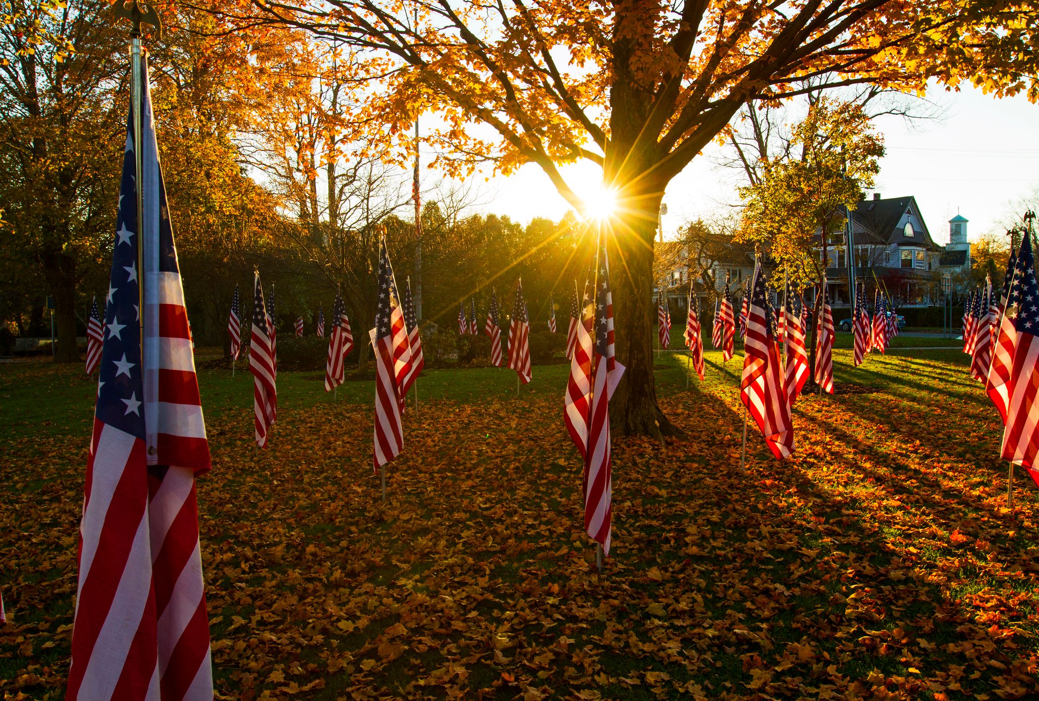 American flags stand in rows, illuminated by a low sun, amidst fallen autumn leaves and trees, in a residential neighborhood.