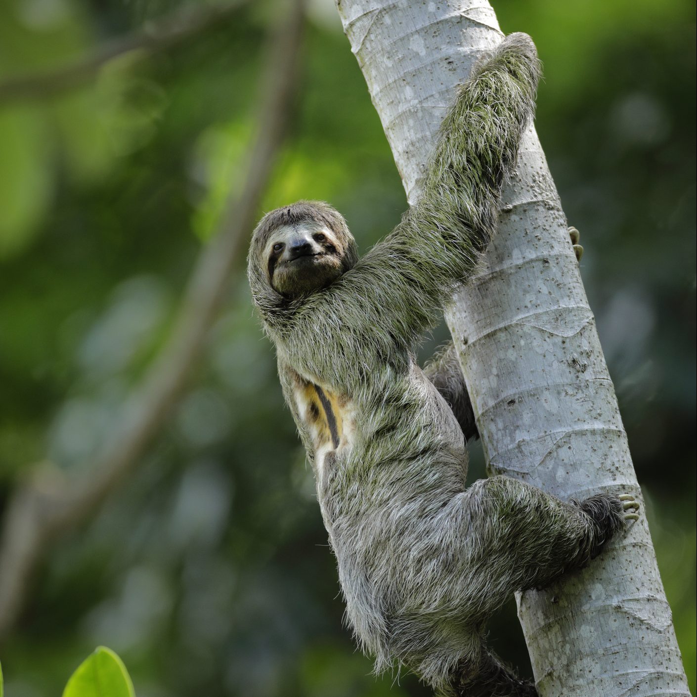 Three-toed Sloth