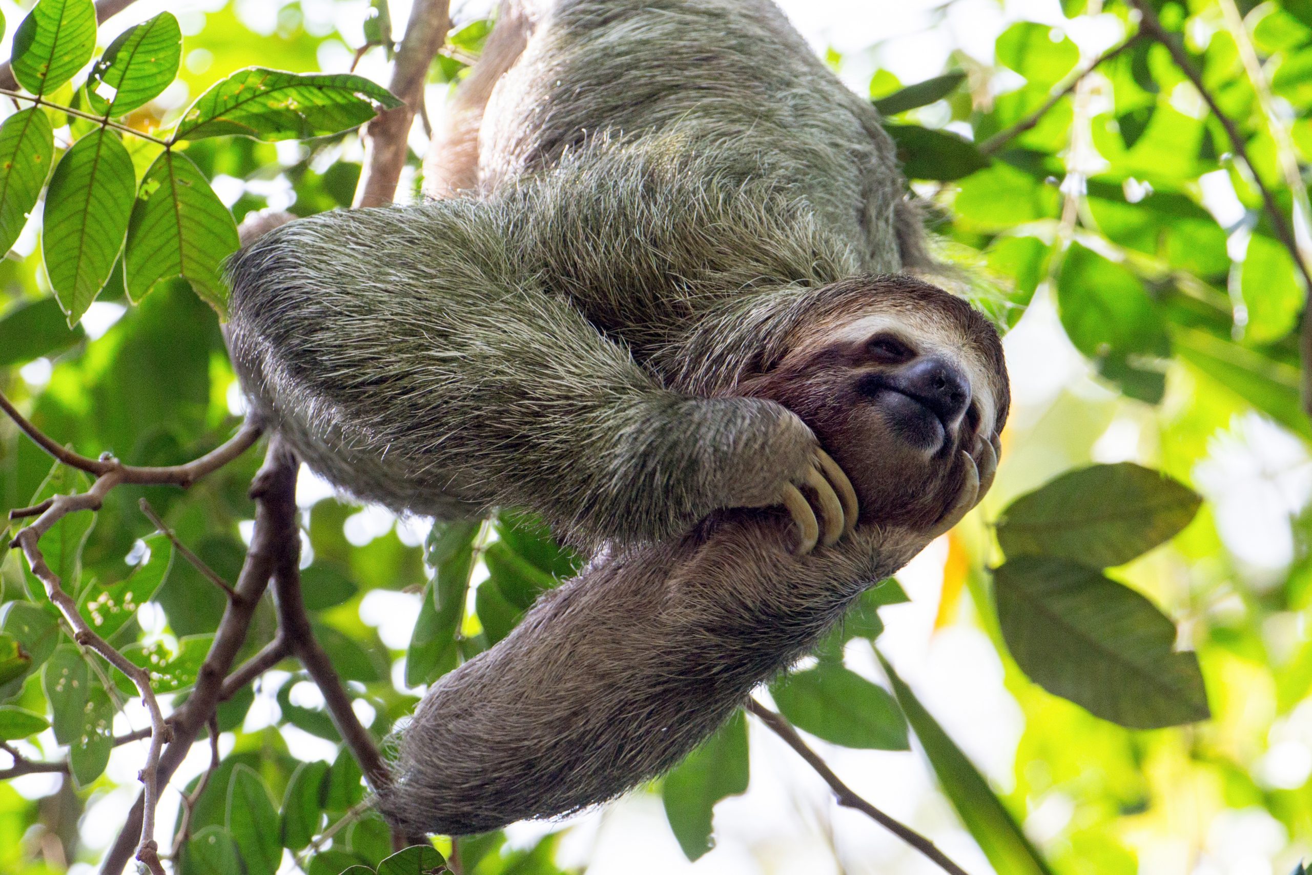 smiling sloth hanging in a tree