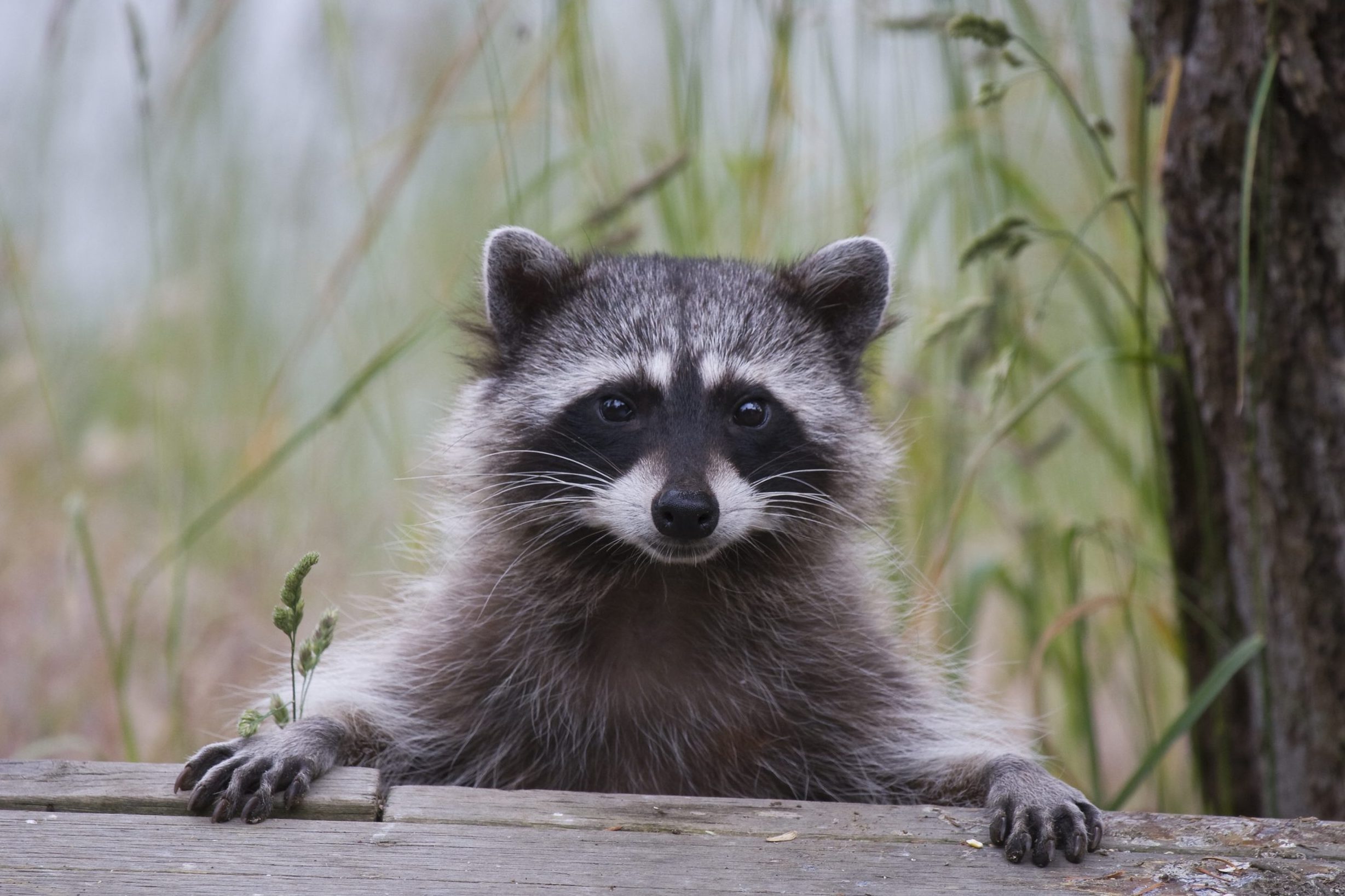 Cute Raccoon