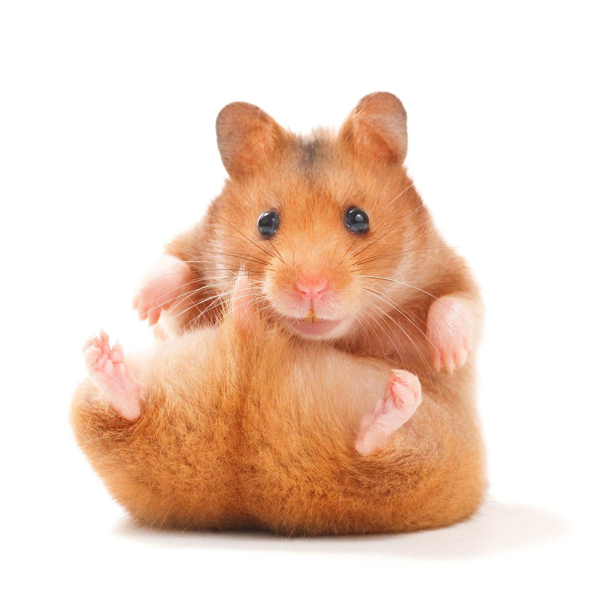 Cute Hamster