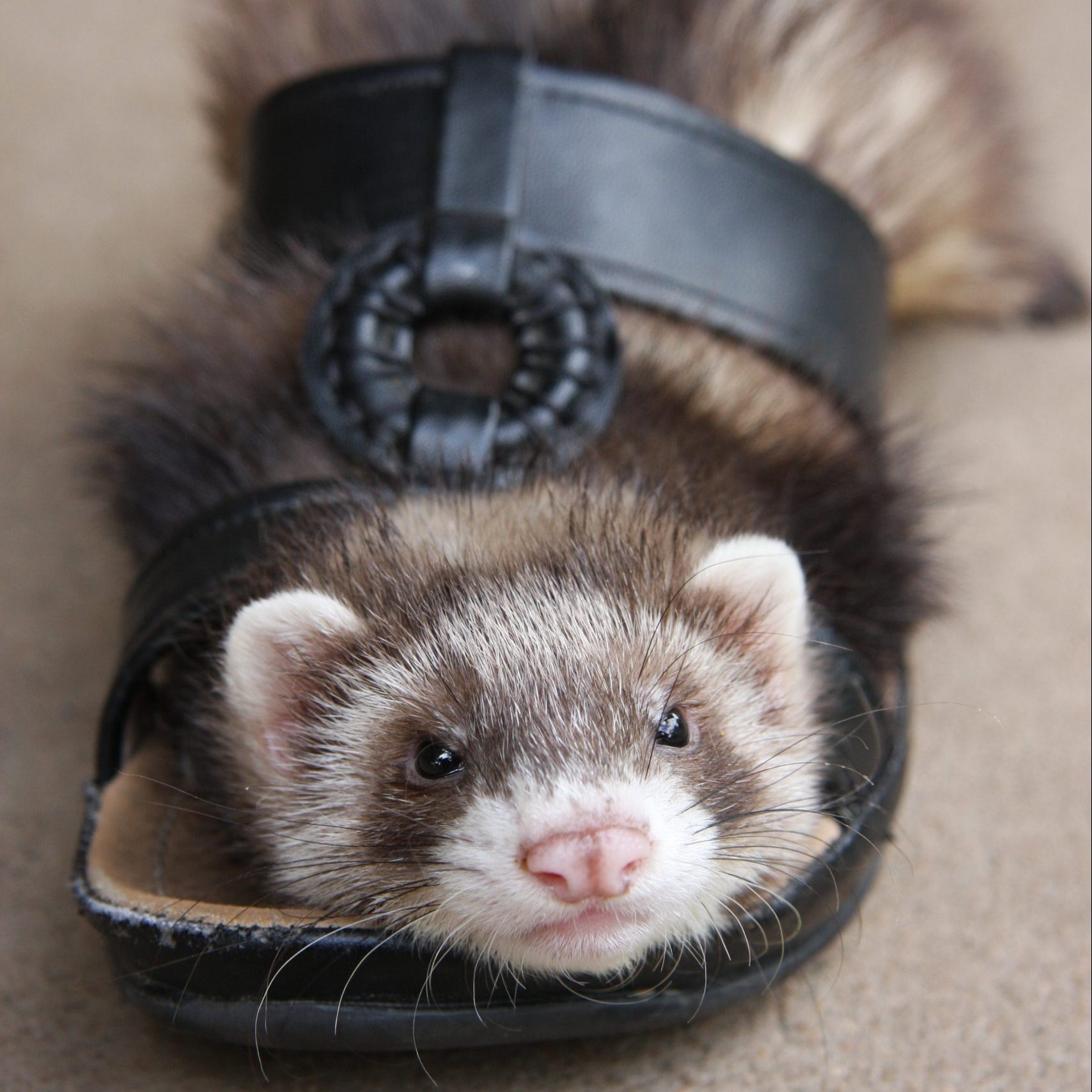 Ferret Footwear