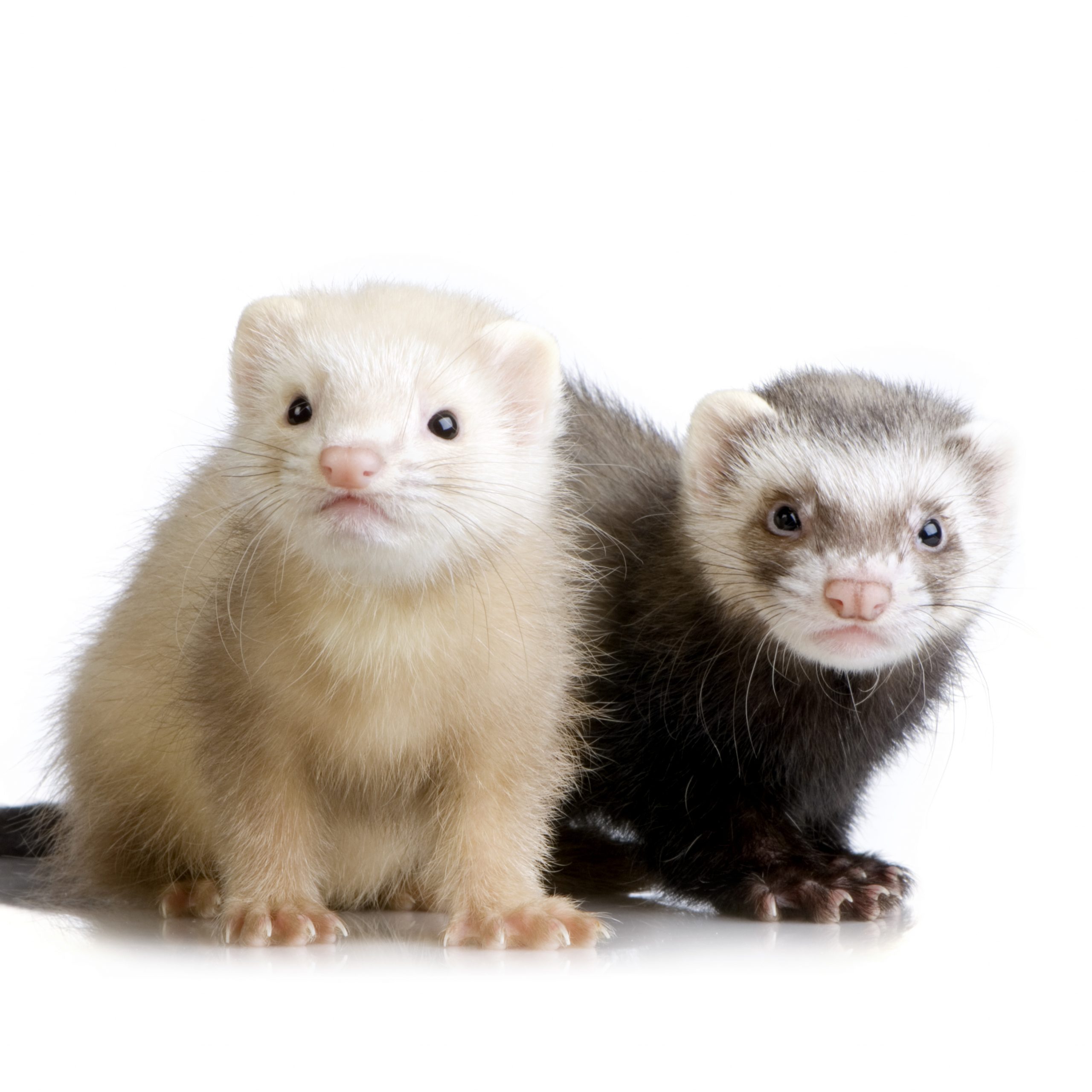 Two Ferrets Kits (10 Weeks)