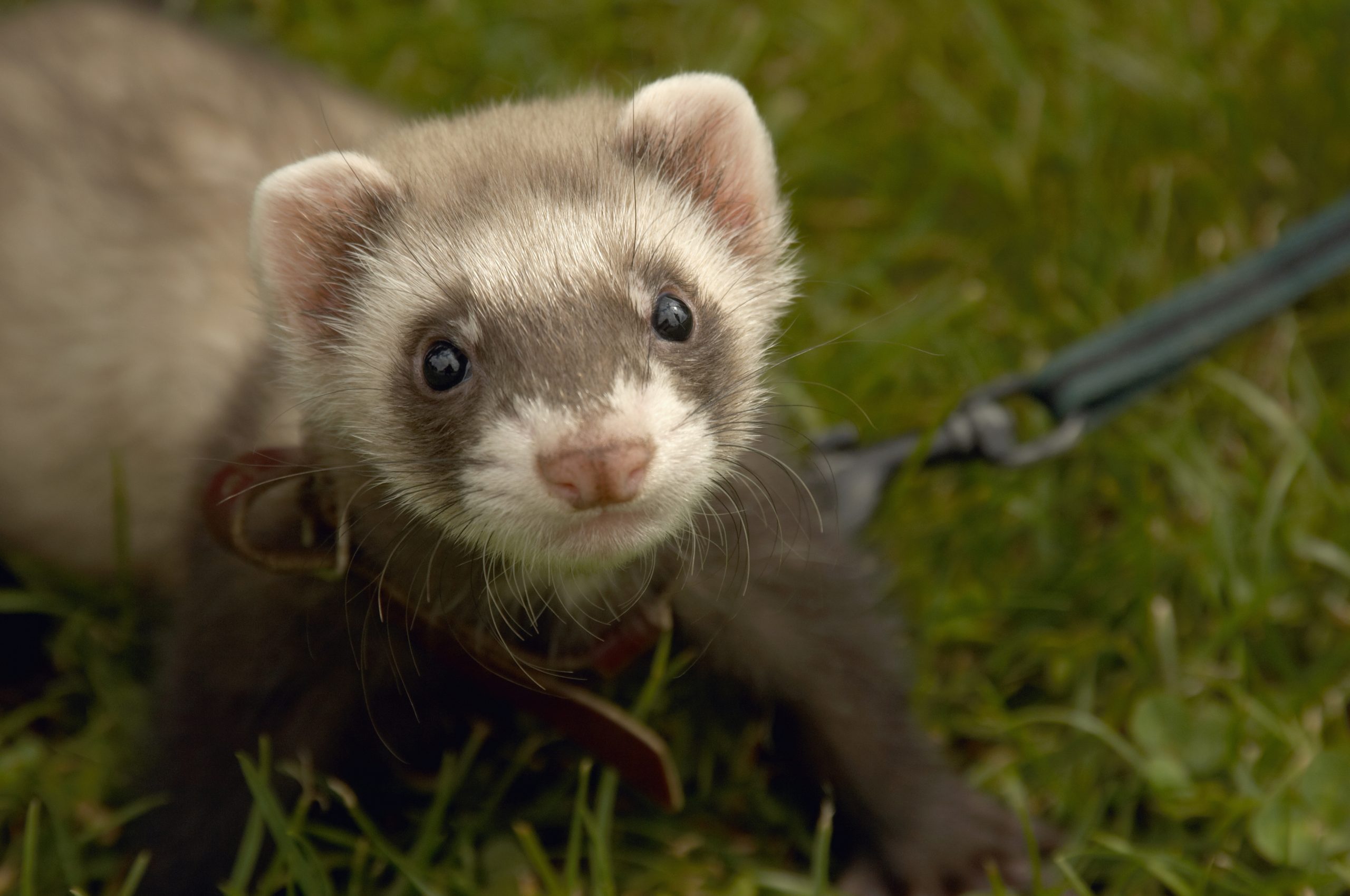 Pet ferret