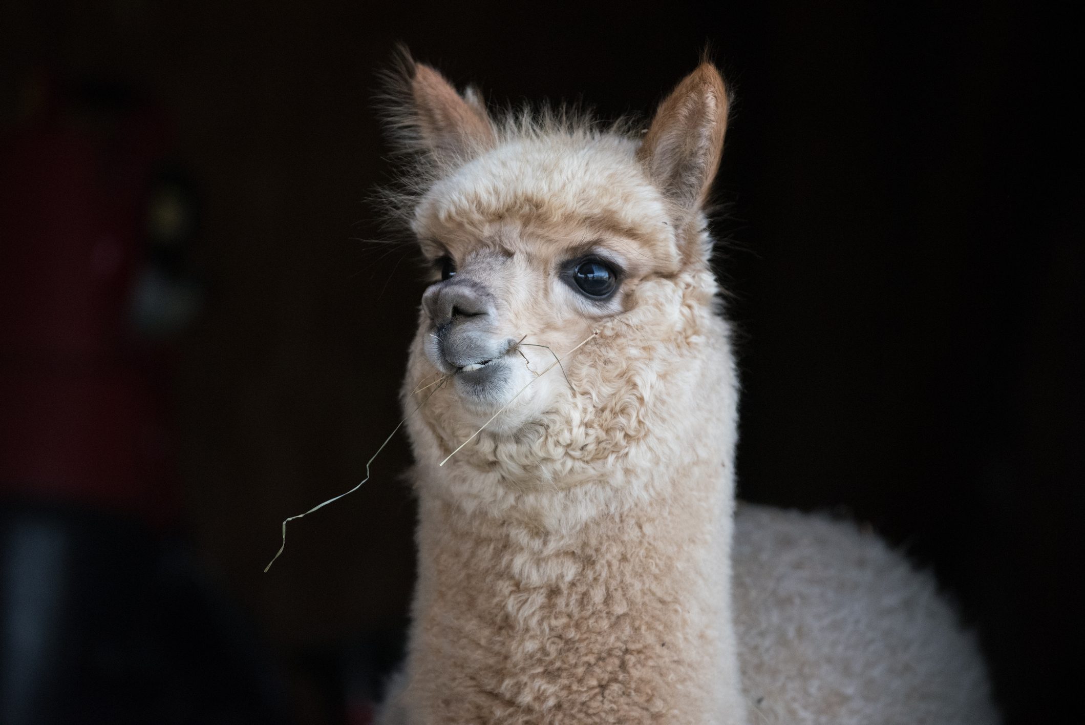 Alpaca