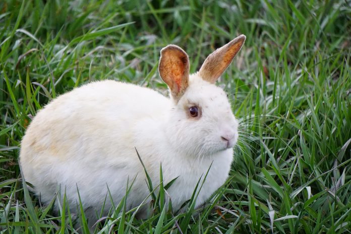 White Bunny