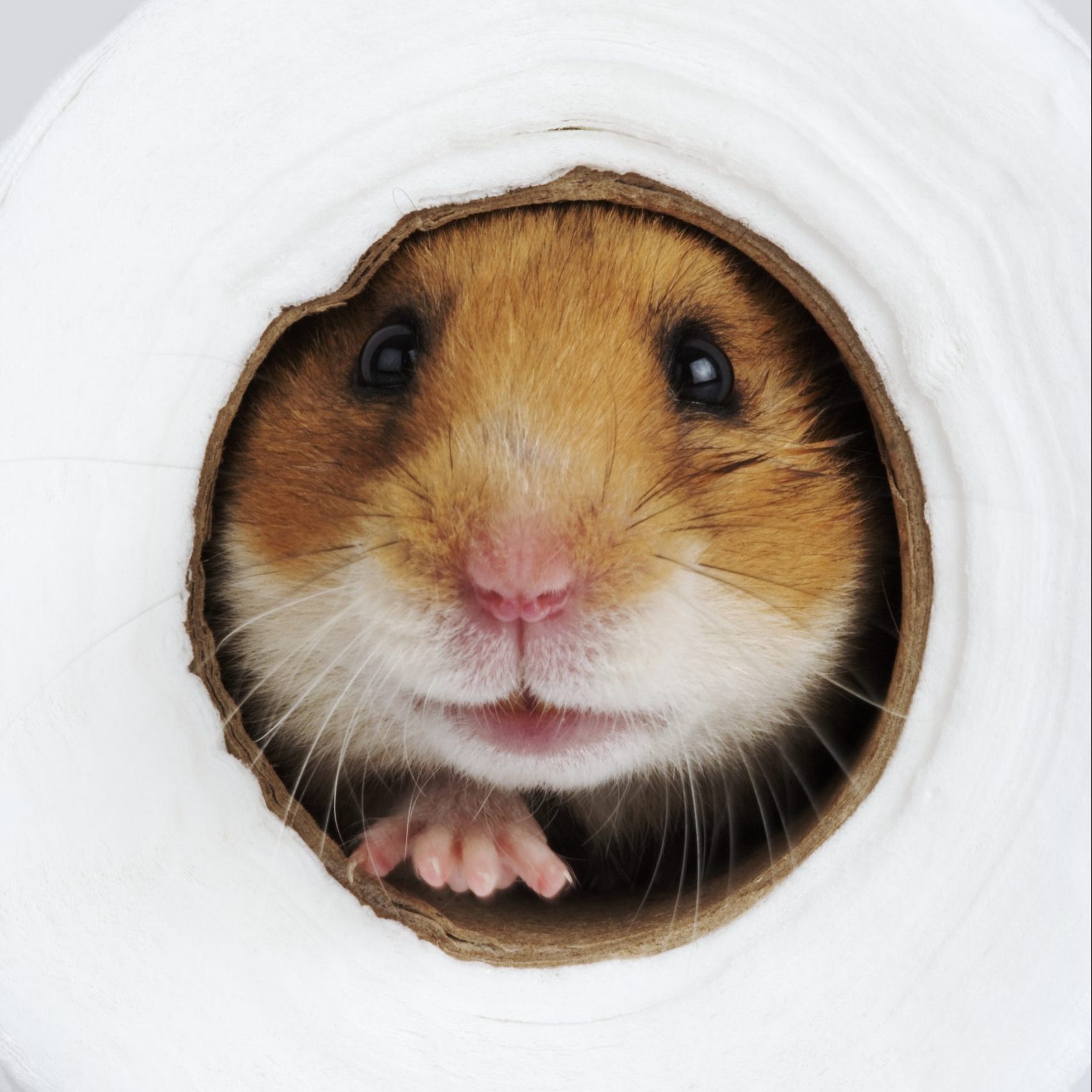 Syrian Hamster inside toilet paper roll, studio shot