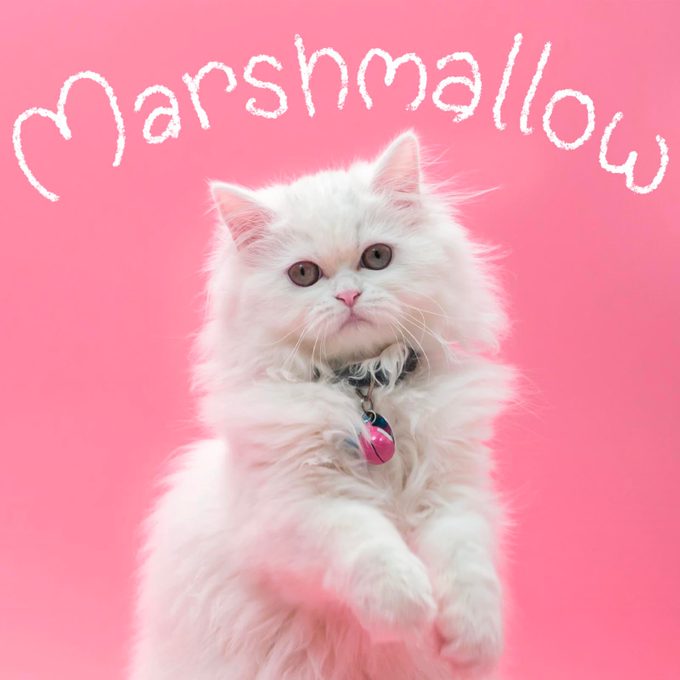 Girl cat name "Marshmallow" handwritten over a photo of a cat on a pink background