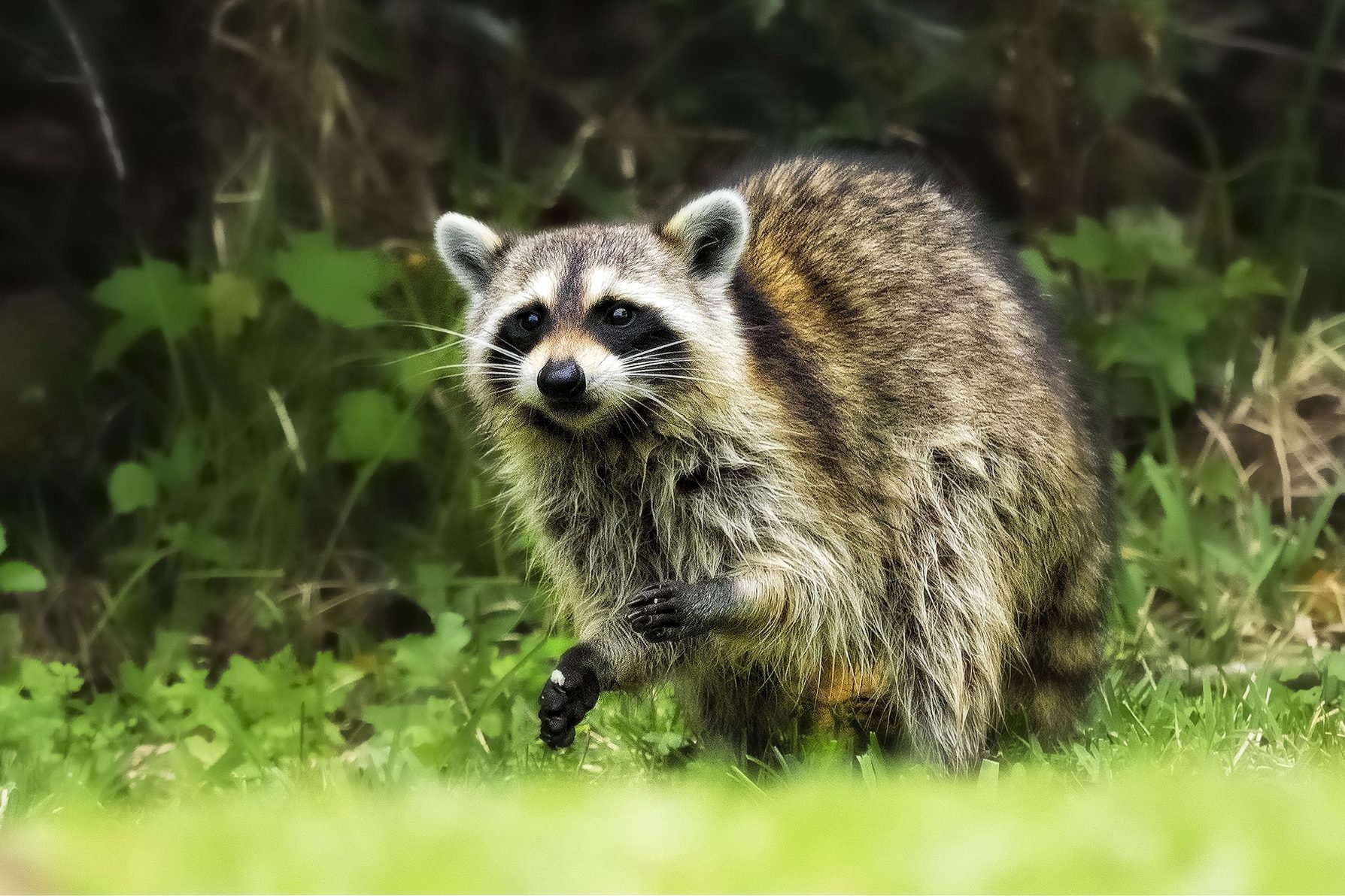An urban raccoon recons backyards in preparation for the night's raid.