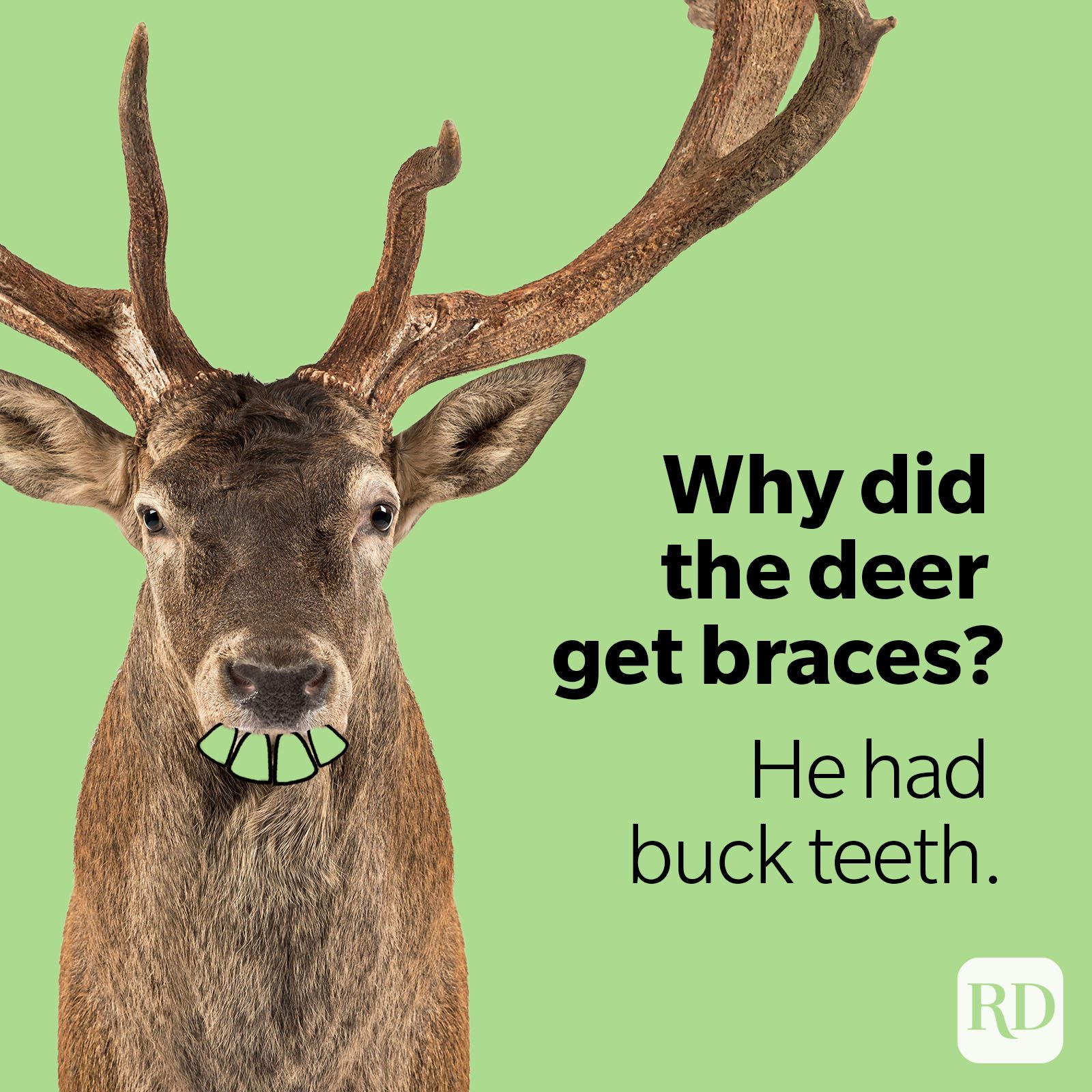 50 Deer Puns That Make the Heart Grow Fawn’der