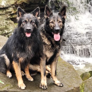 Two German Shepherds sit on a rock, tongues out, beside a flowing waterfall in a natural setting.
