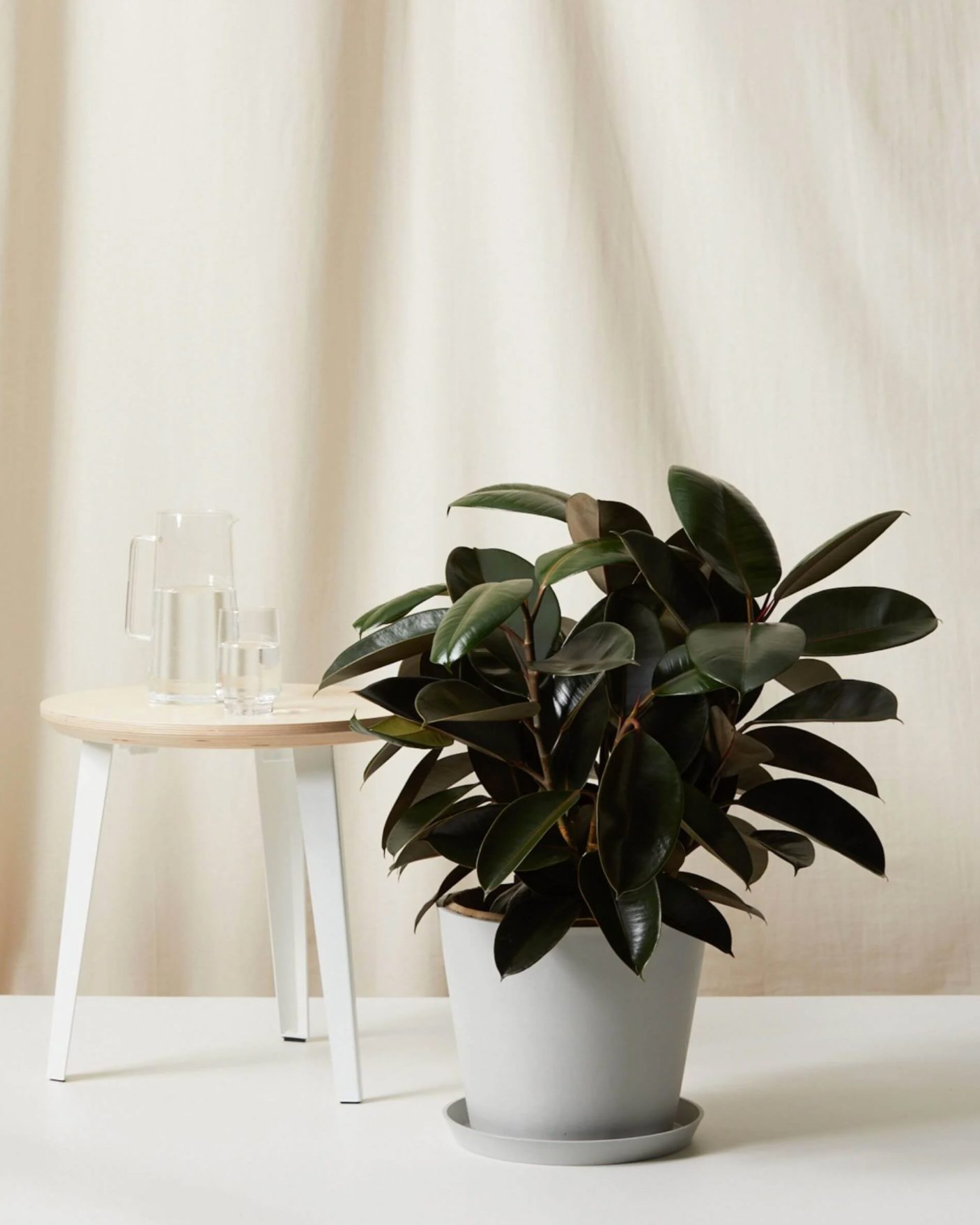 Rubber trees