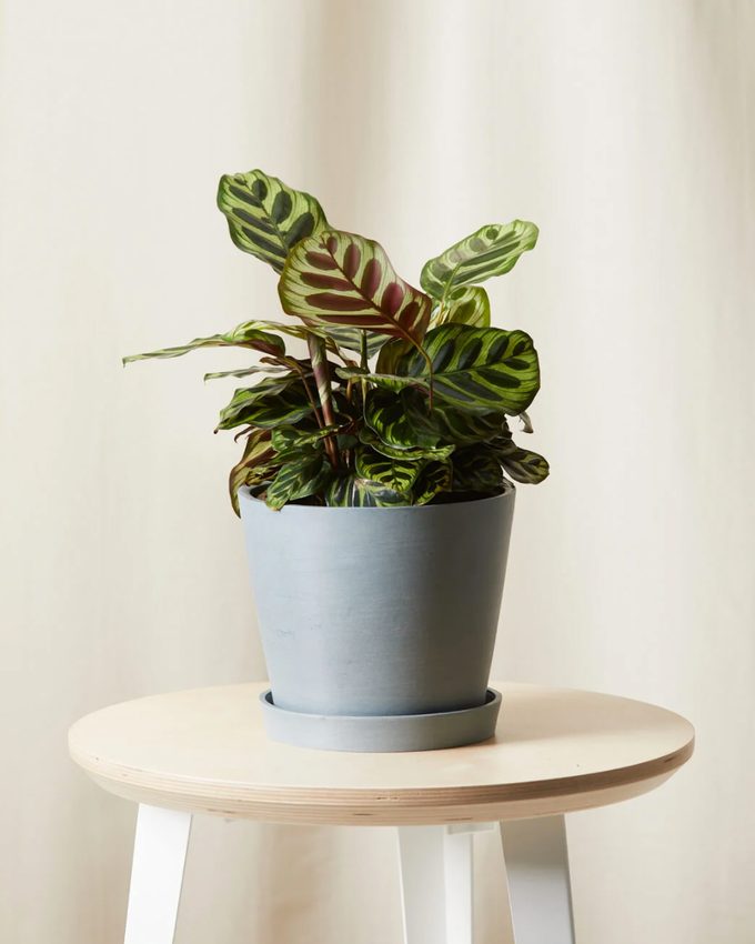 Calathea peacock air purifying plant