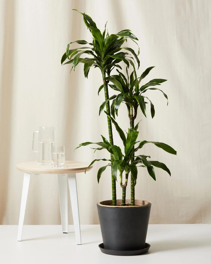 Dracaena Dorado air purifying tree