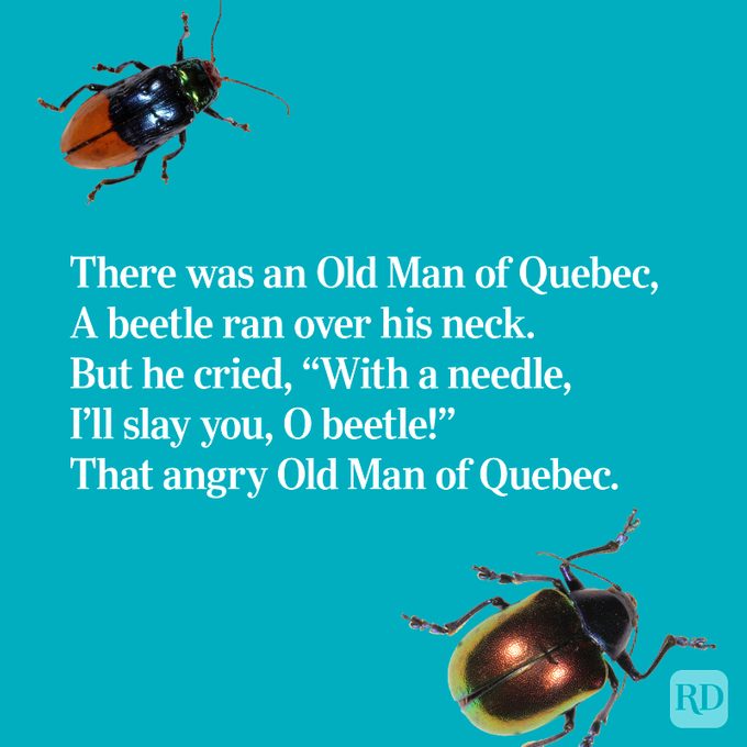 Limerick on a teal background with beetles