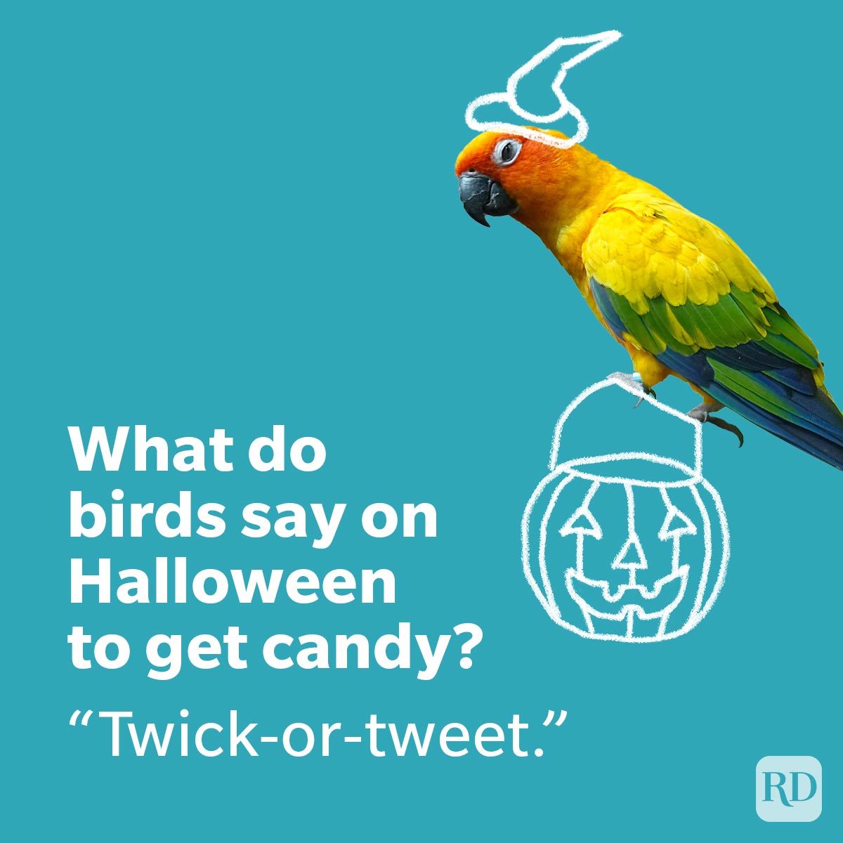 Parrot wears doodle costume, perched on jack-o'-lantern drawing. Background features Halloween-themed joke text: "What do birds say on Halloween to get candy? 'Twick-or-tweet.'"